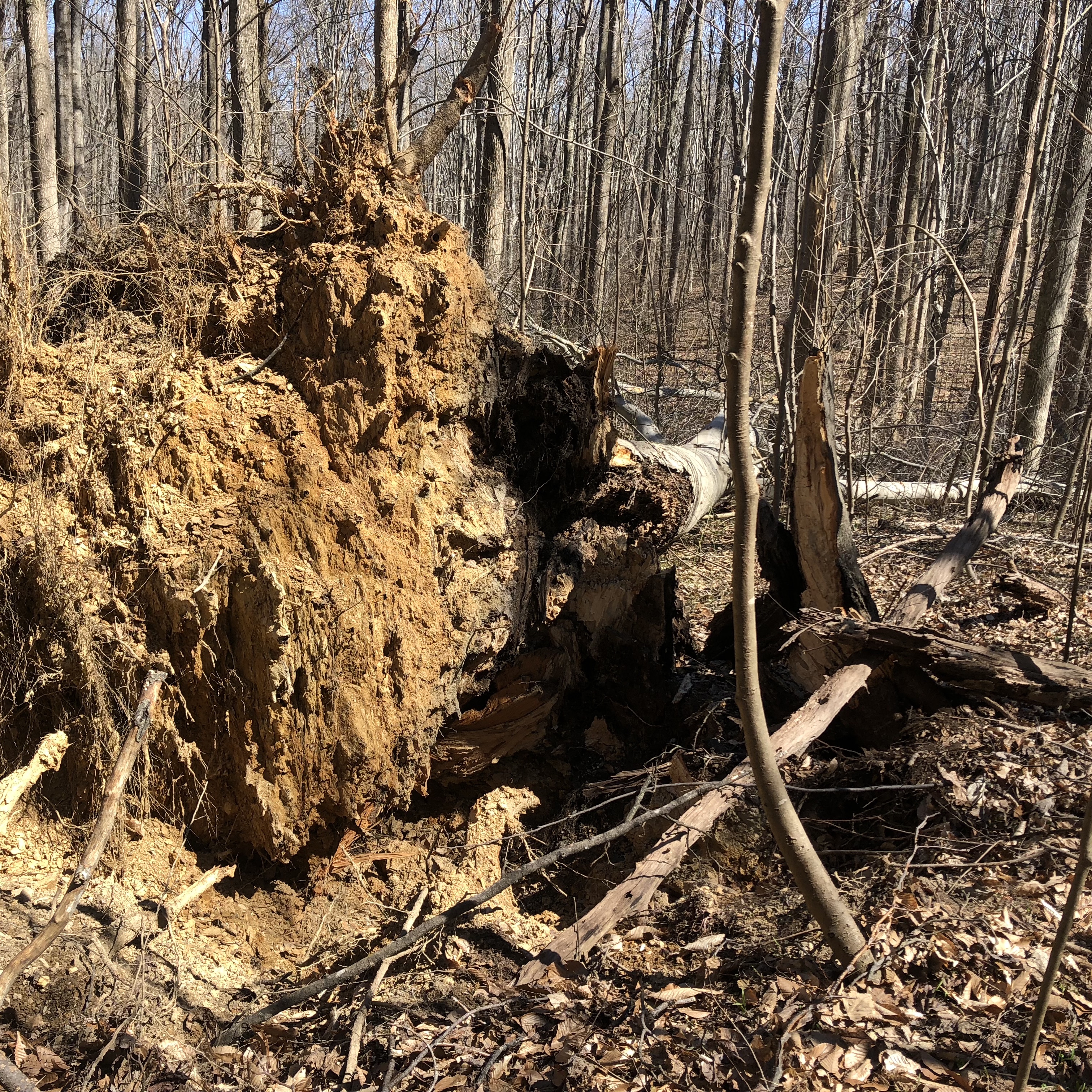 Flooded root system