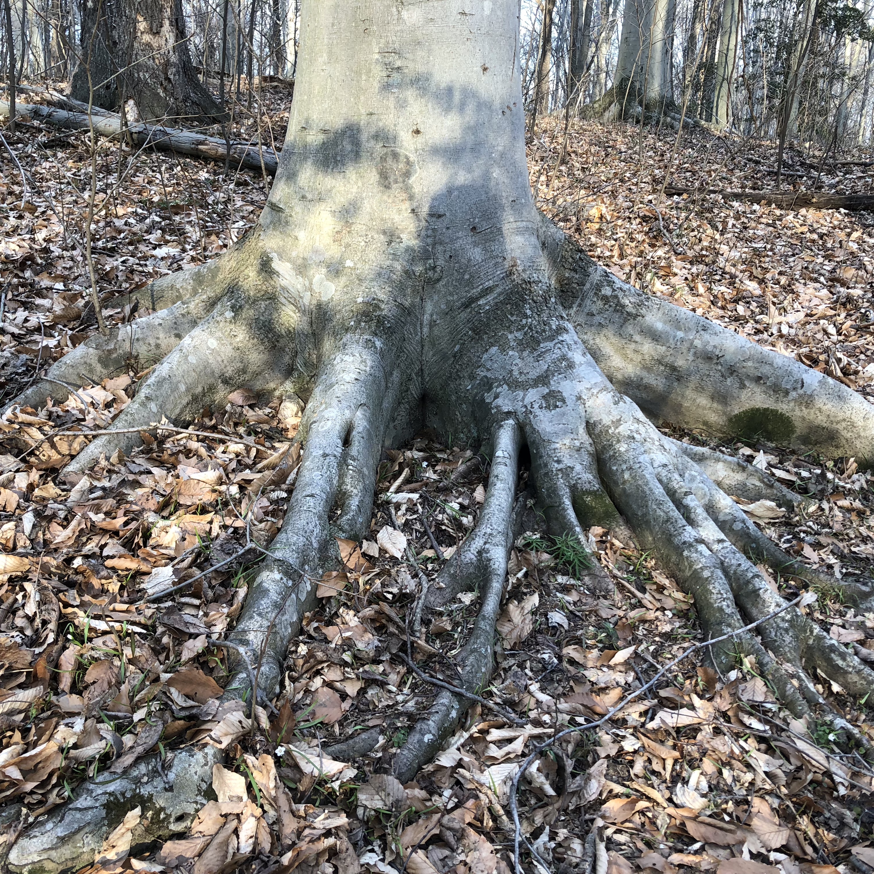 Example of woody roots near the trunk.