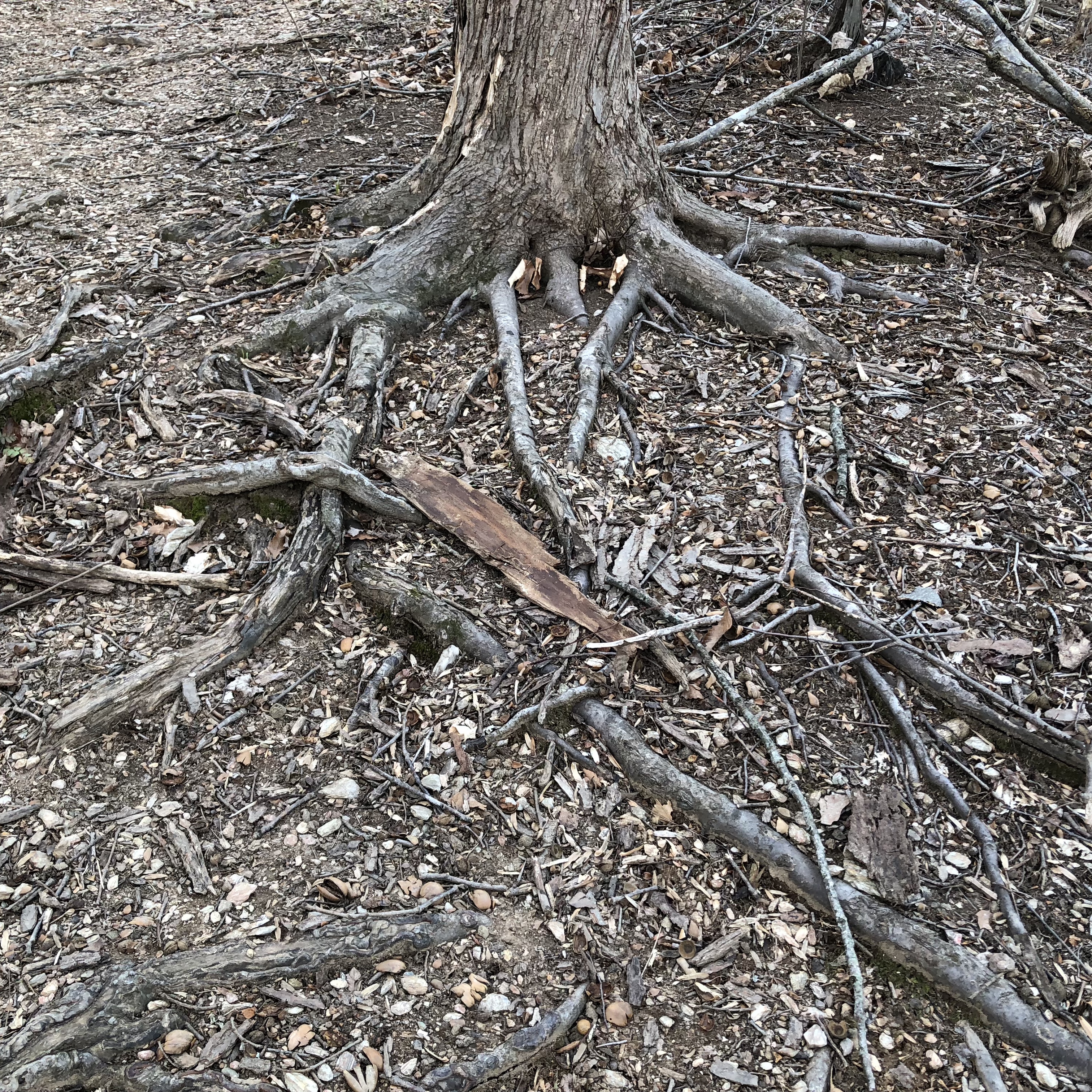 Example of woody roots farther from the trunk.