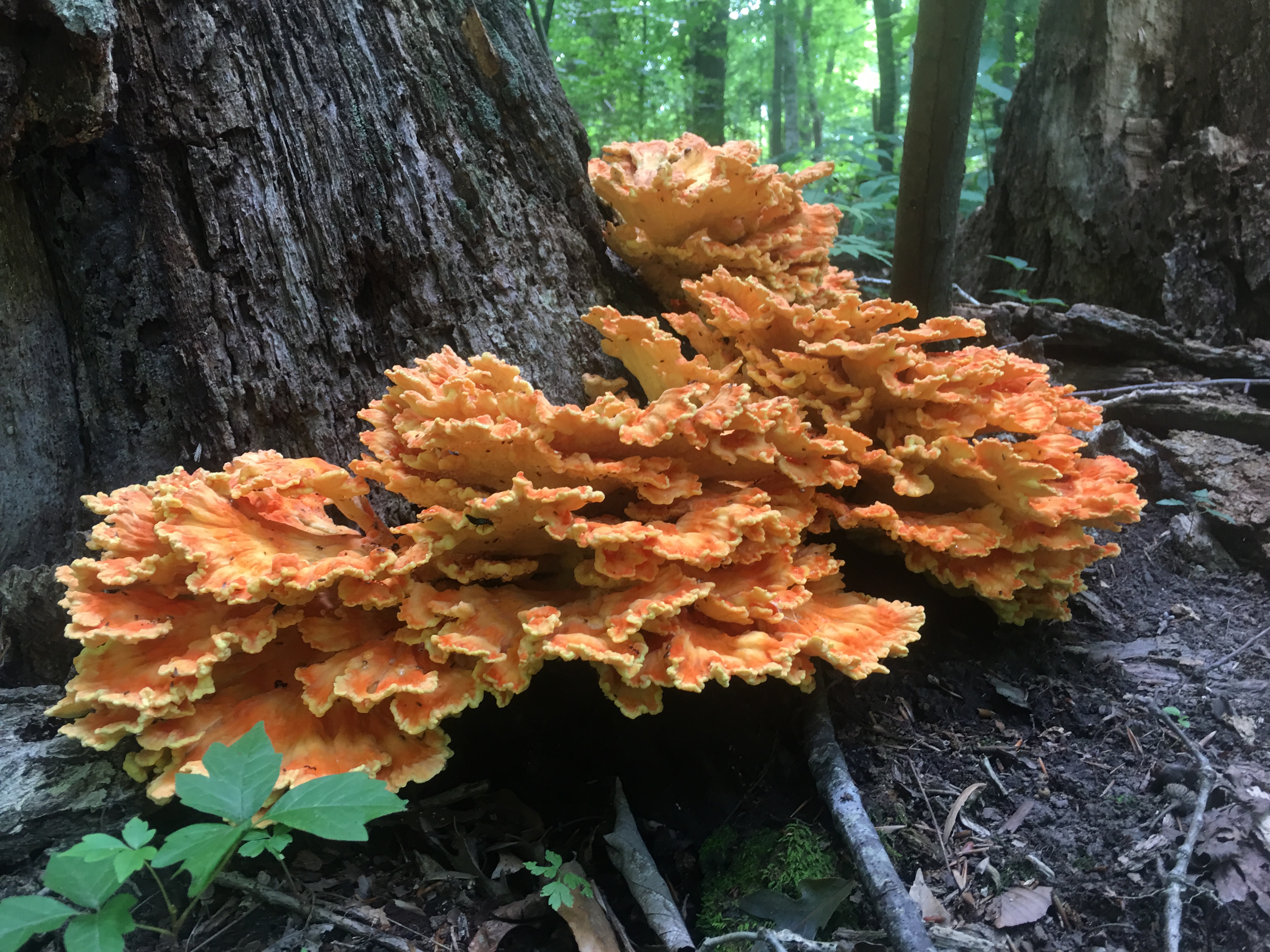 Beautiful forest fungi growing at the base of a dead tree.