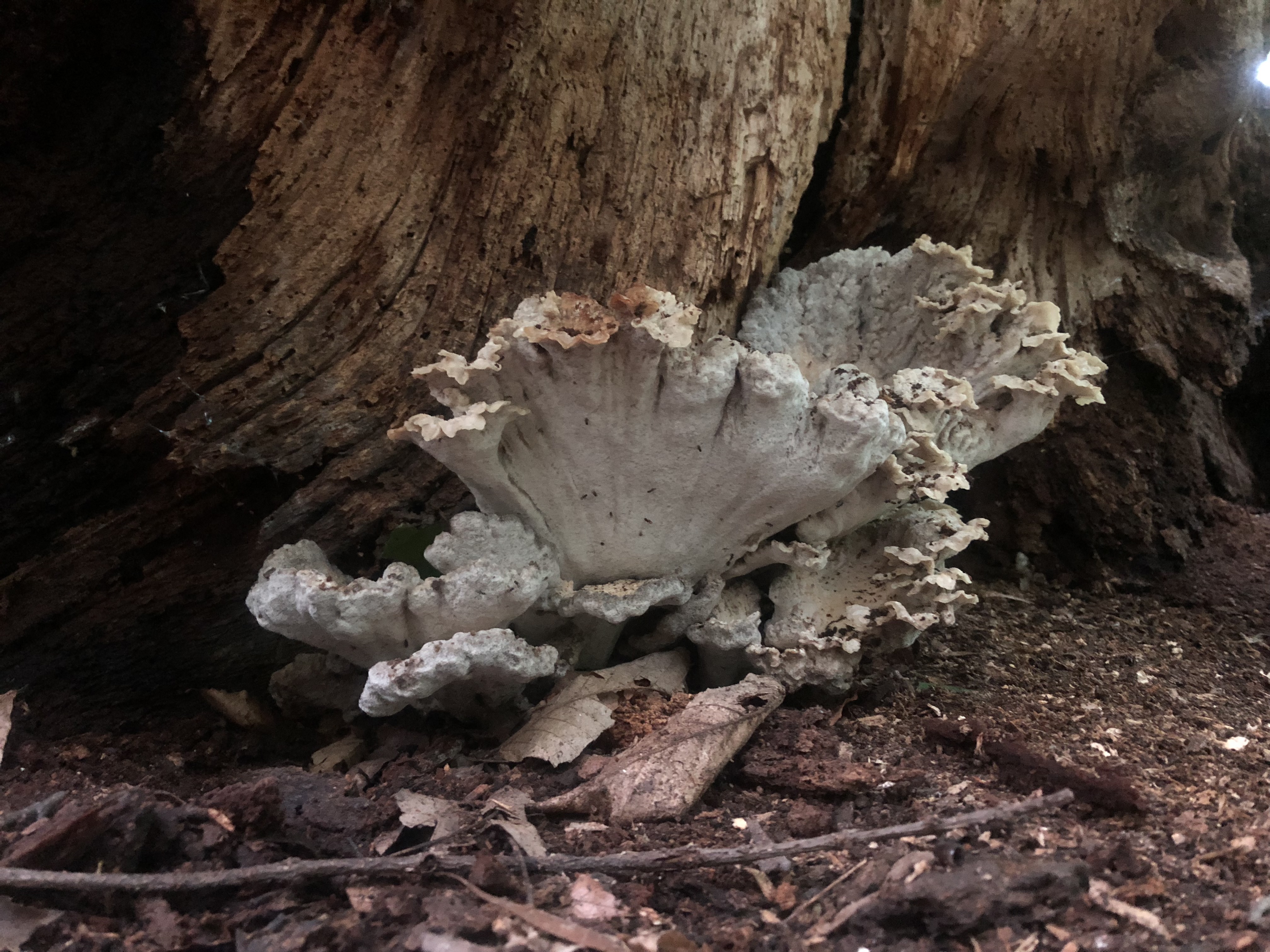 White fungi growing on decaying wood.