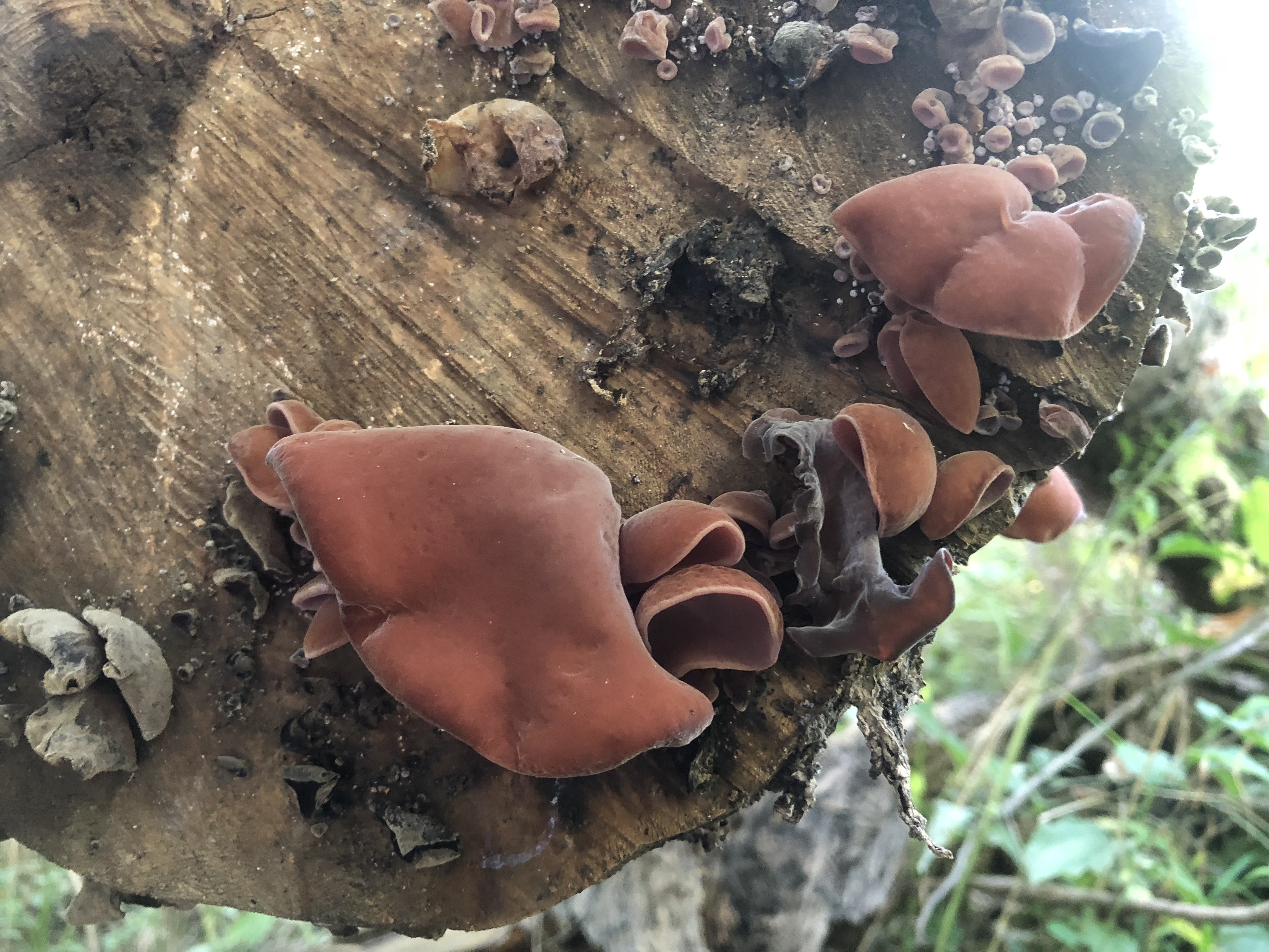 Fungi growing on decaying wood.