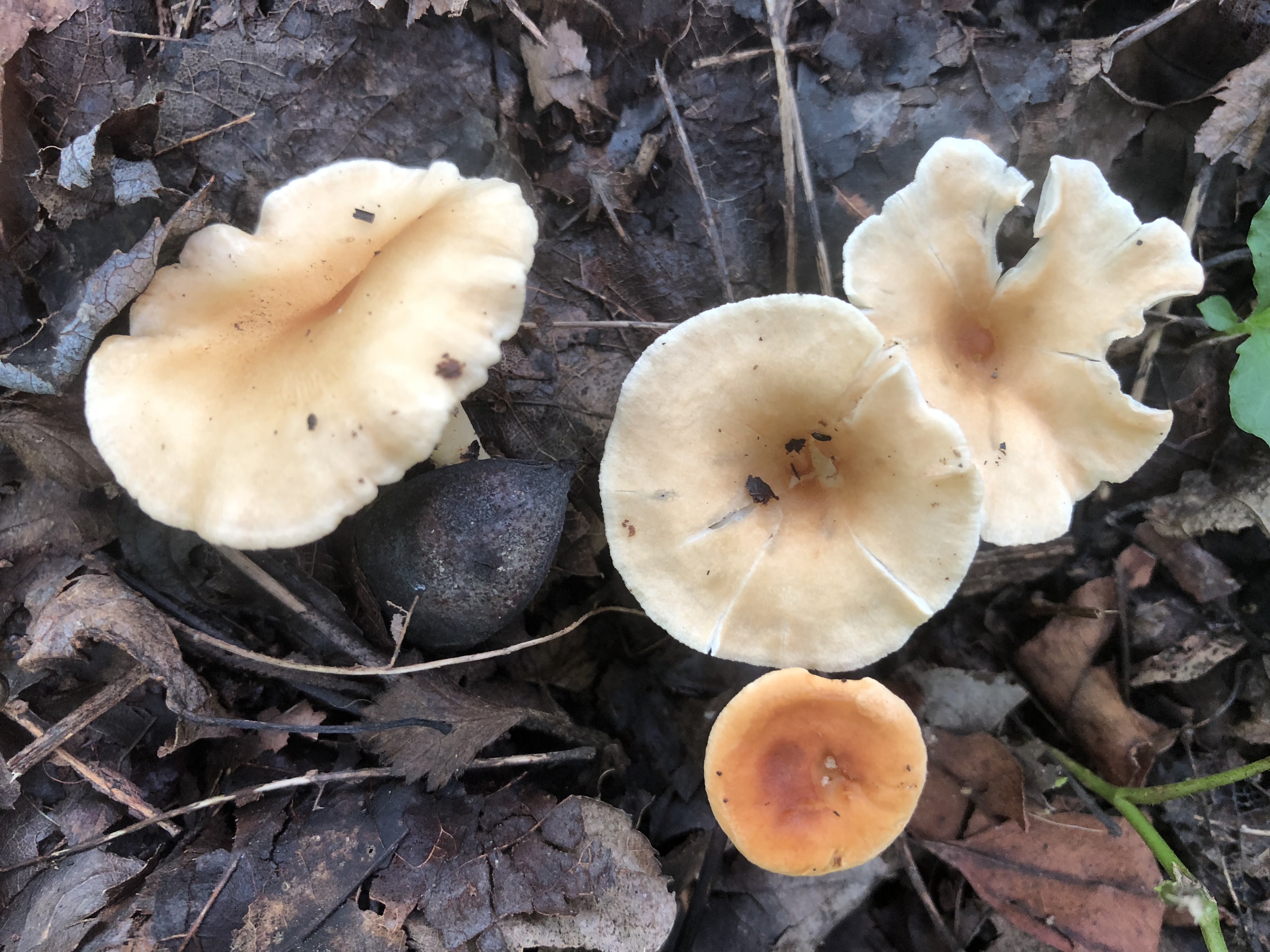 Various Forest Fungi