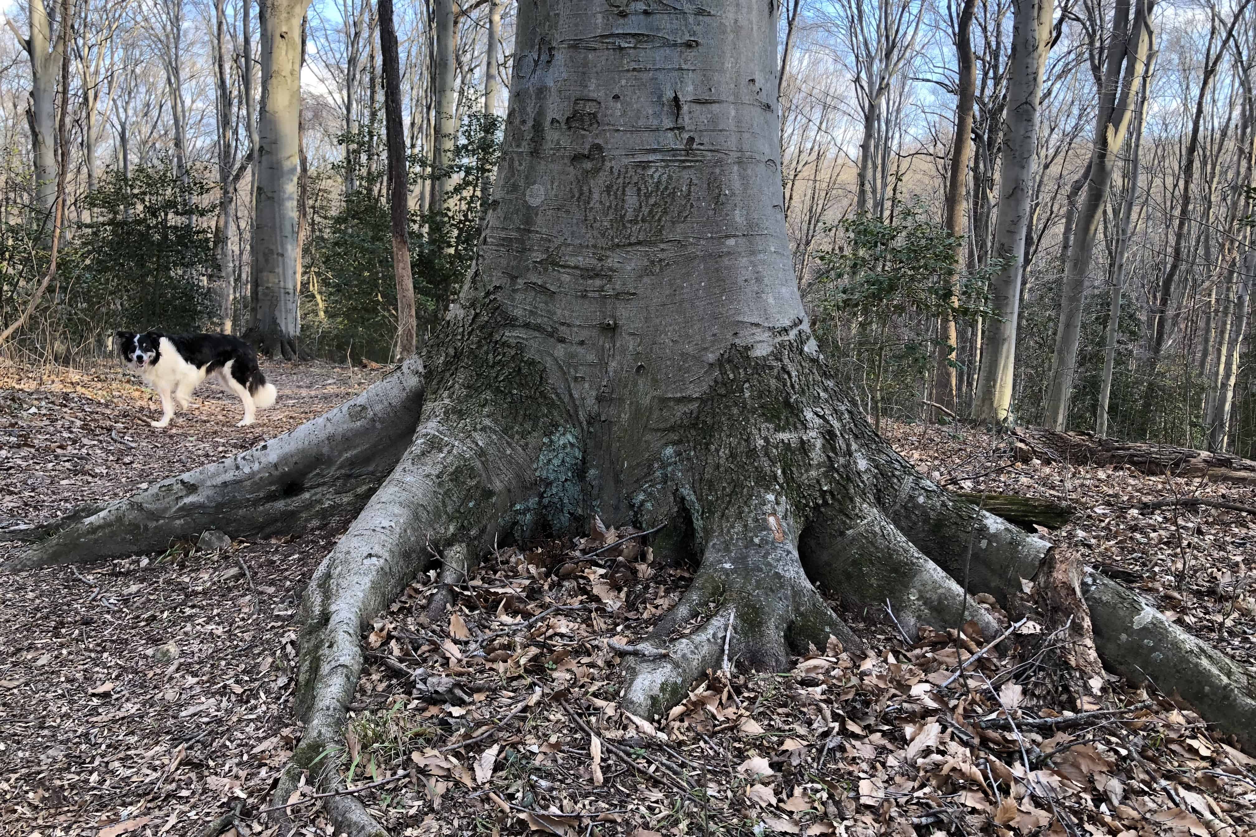 Tree Root Systems