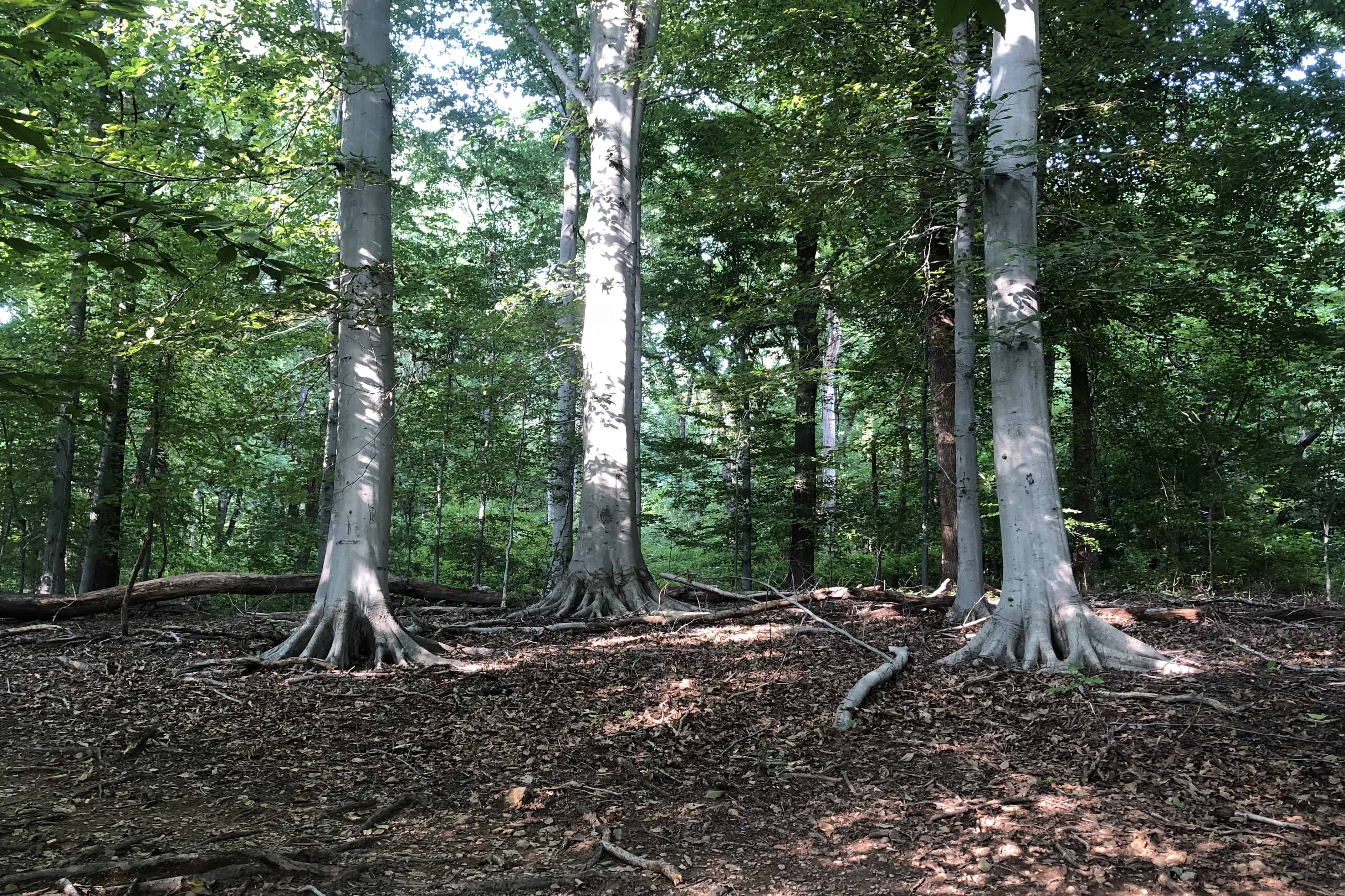 An example of opportunistic root growth, beech trees in the forest. 