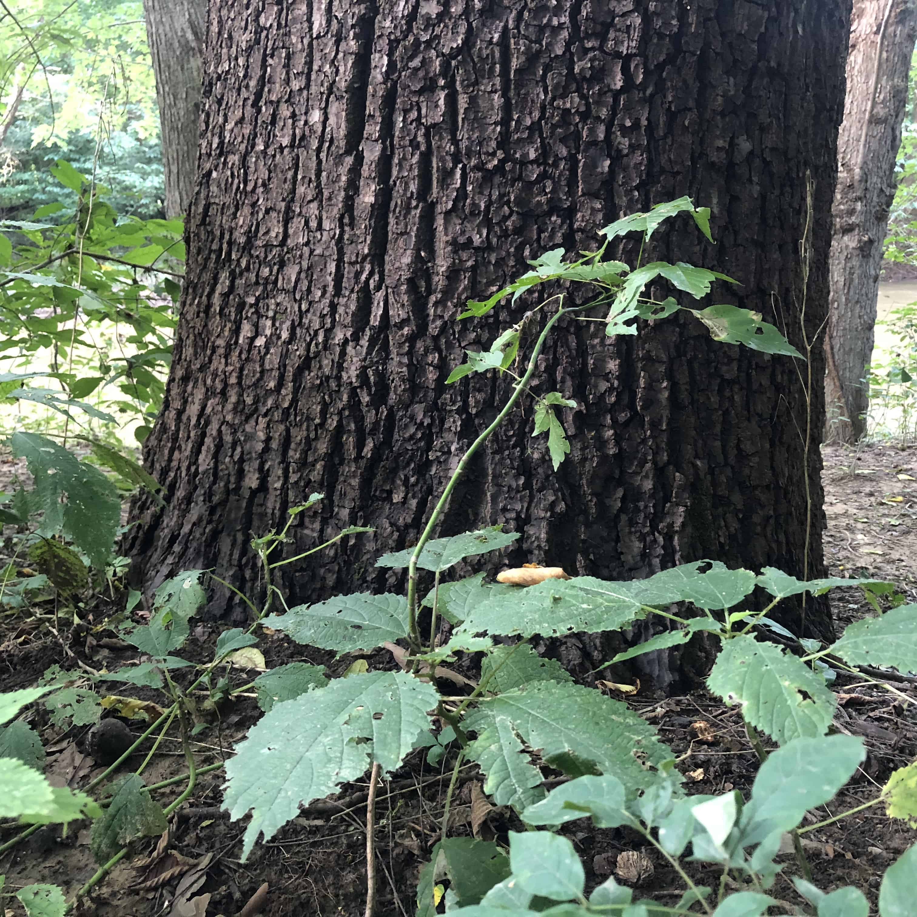 Large Walnut Tree Trunk which characteristically has a taproot system. 