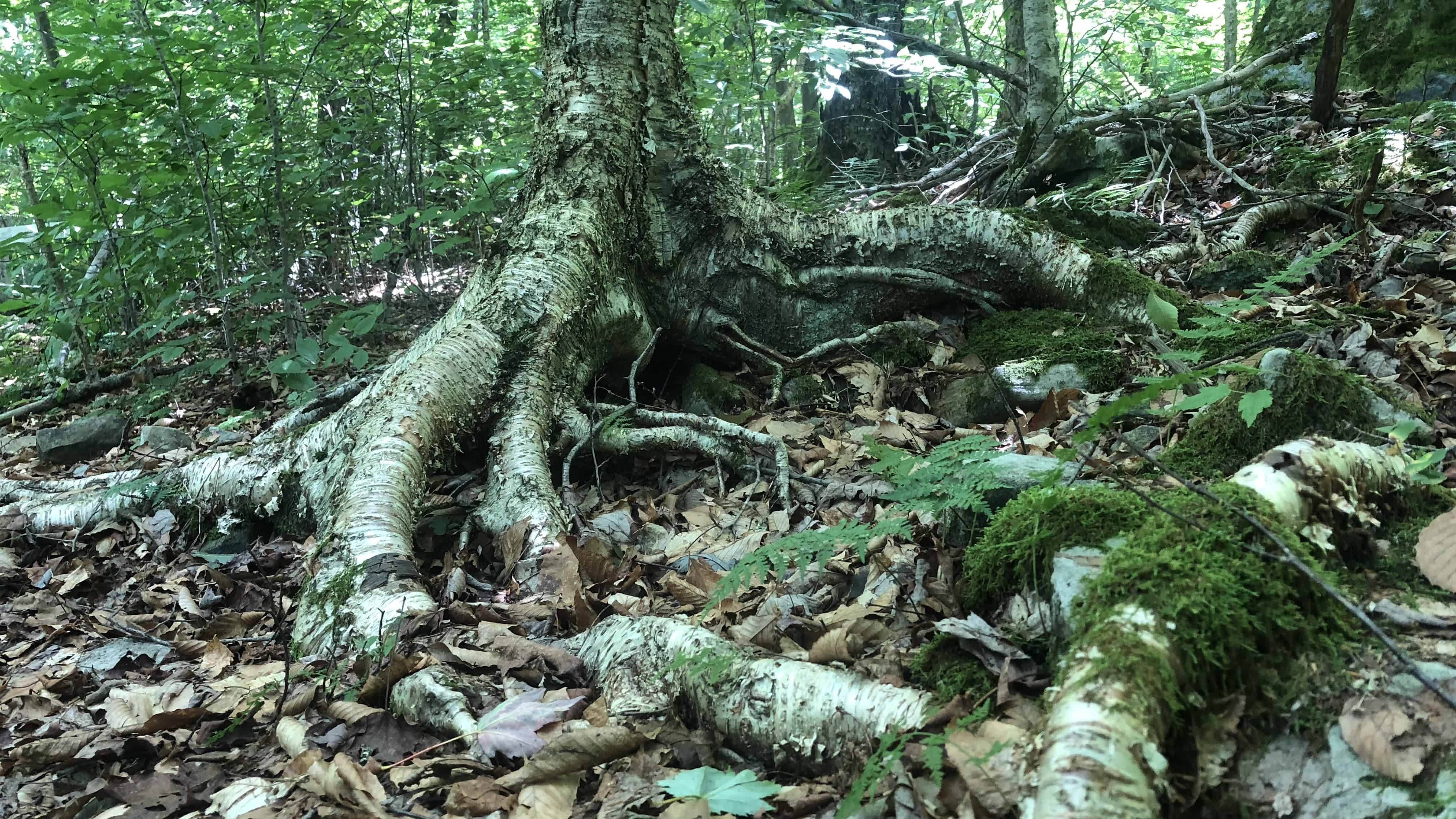 An example of opportunistic root growth in rocky conditions. 
