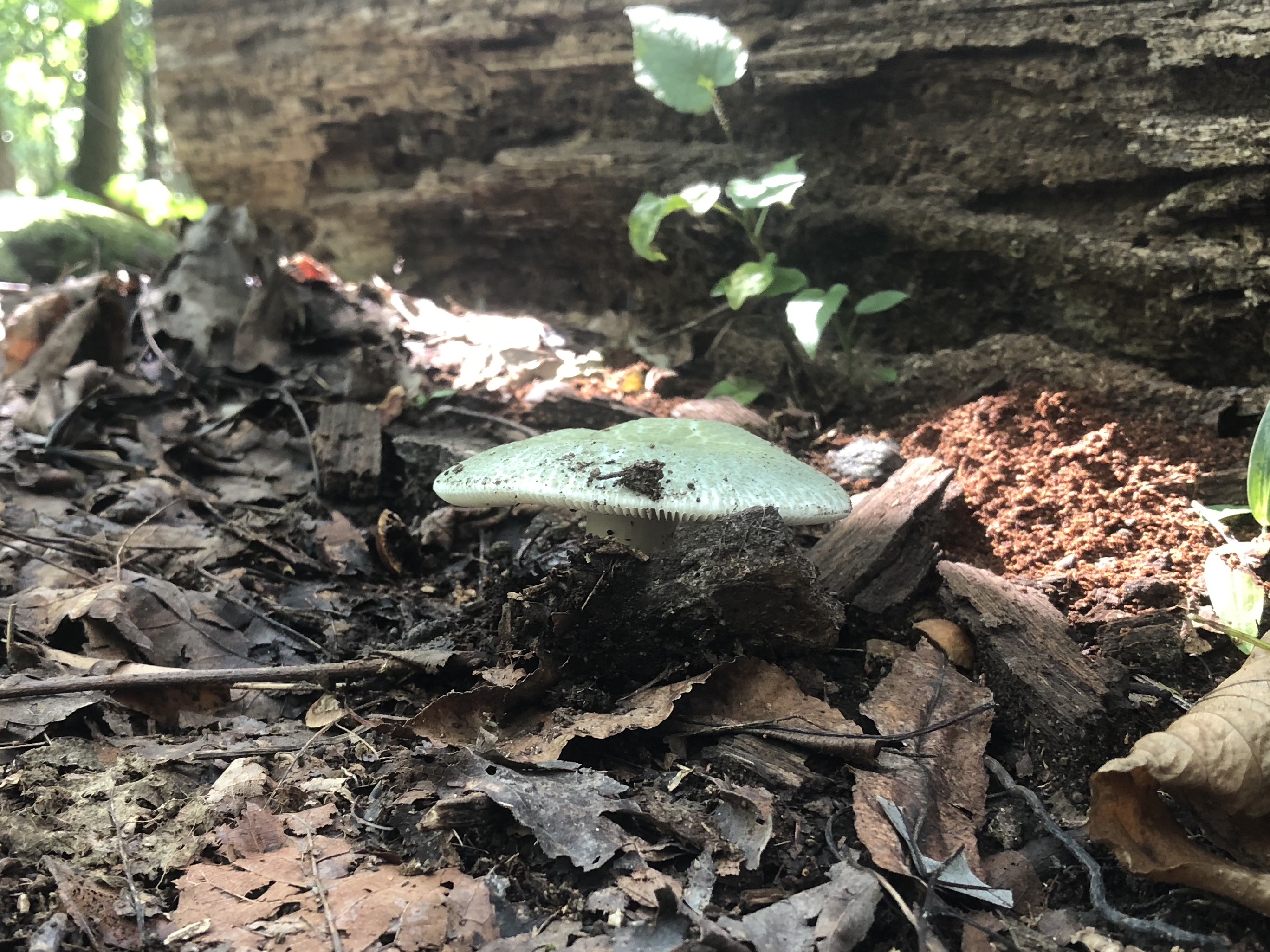 Green forest fungi