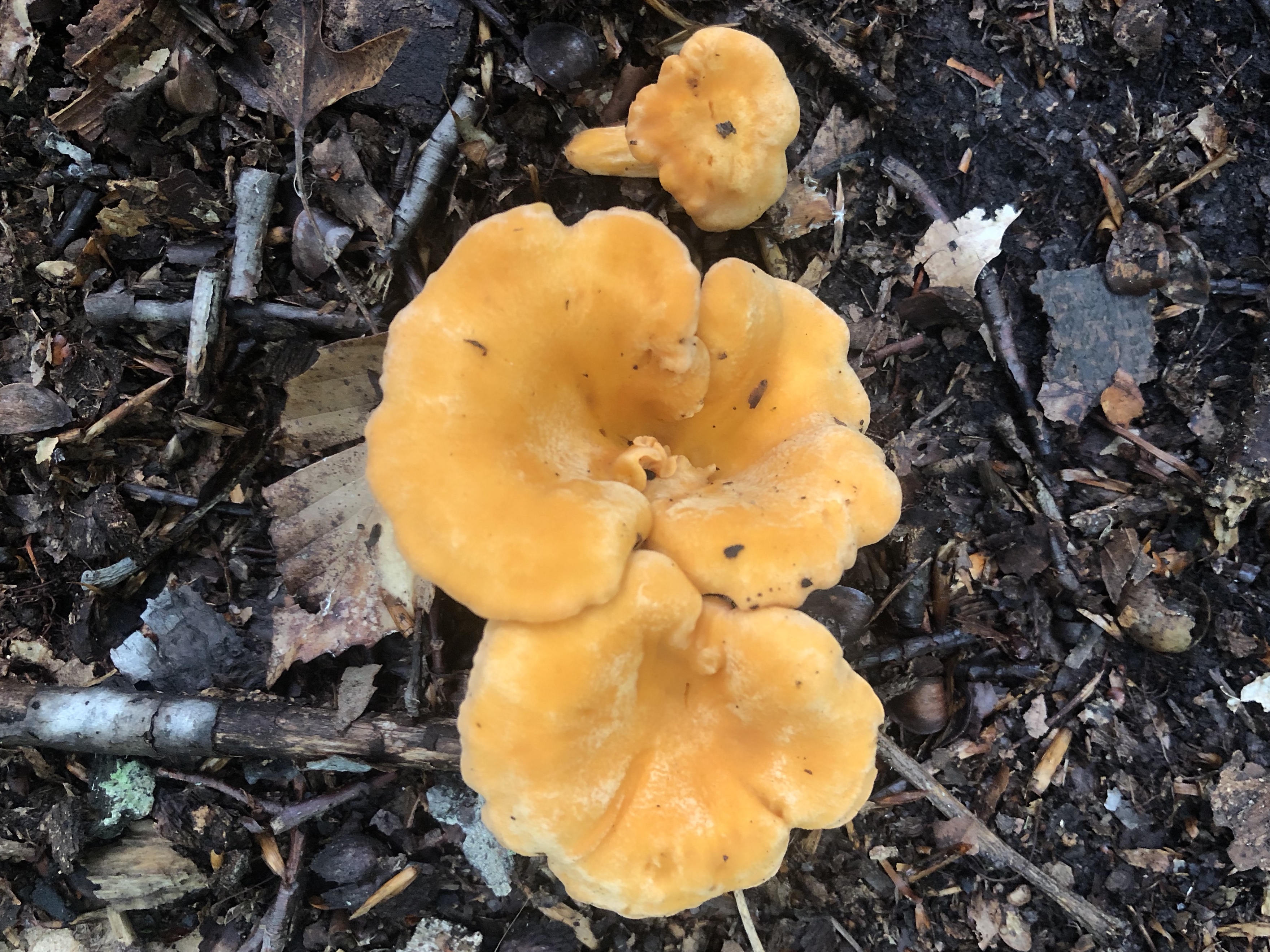 Forest Fungi in bright orange.