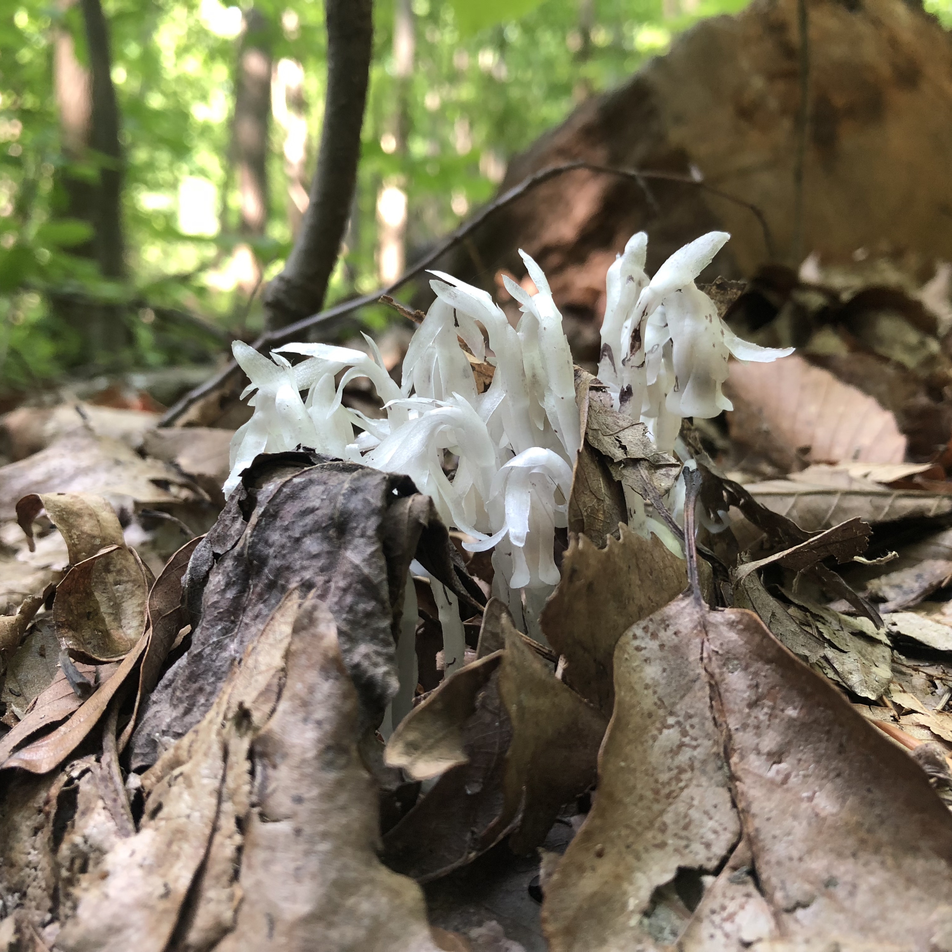 Fungi emerging from the ground.