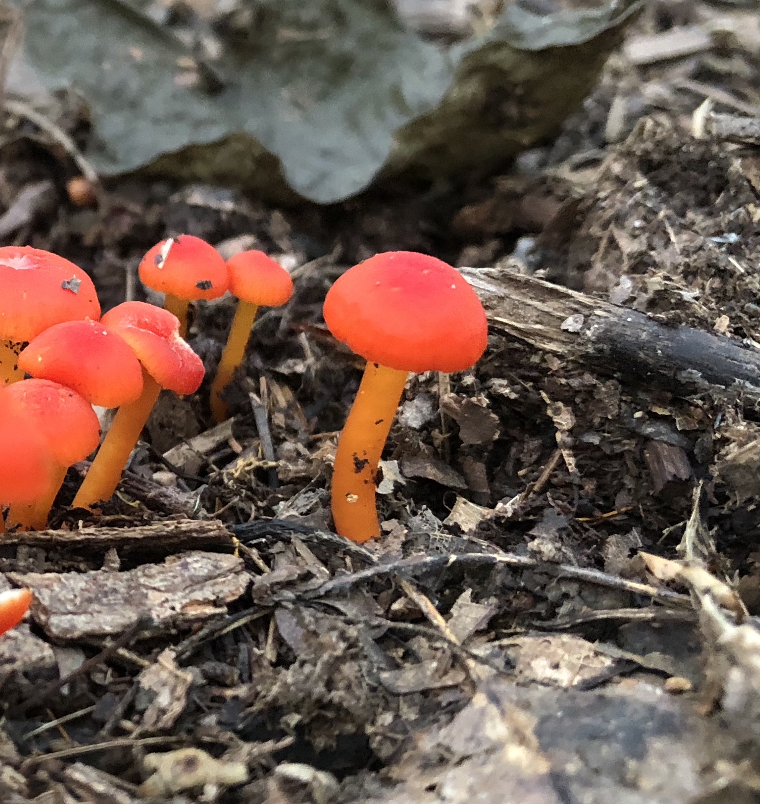 Neon orange forest fungi