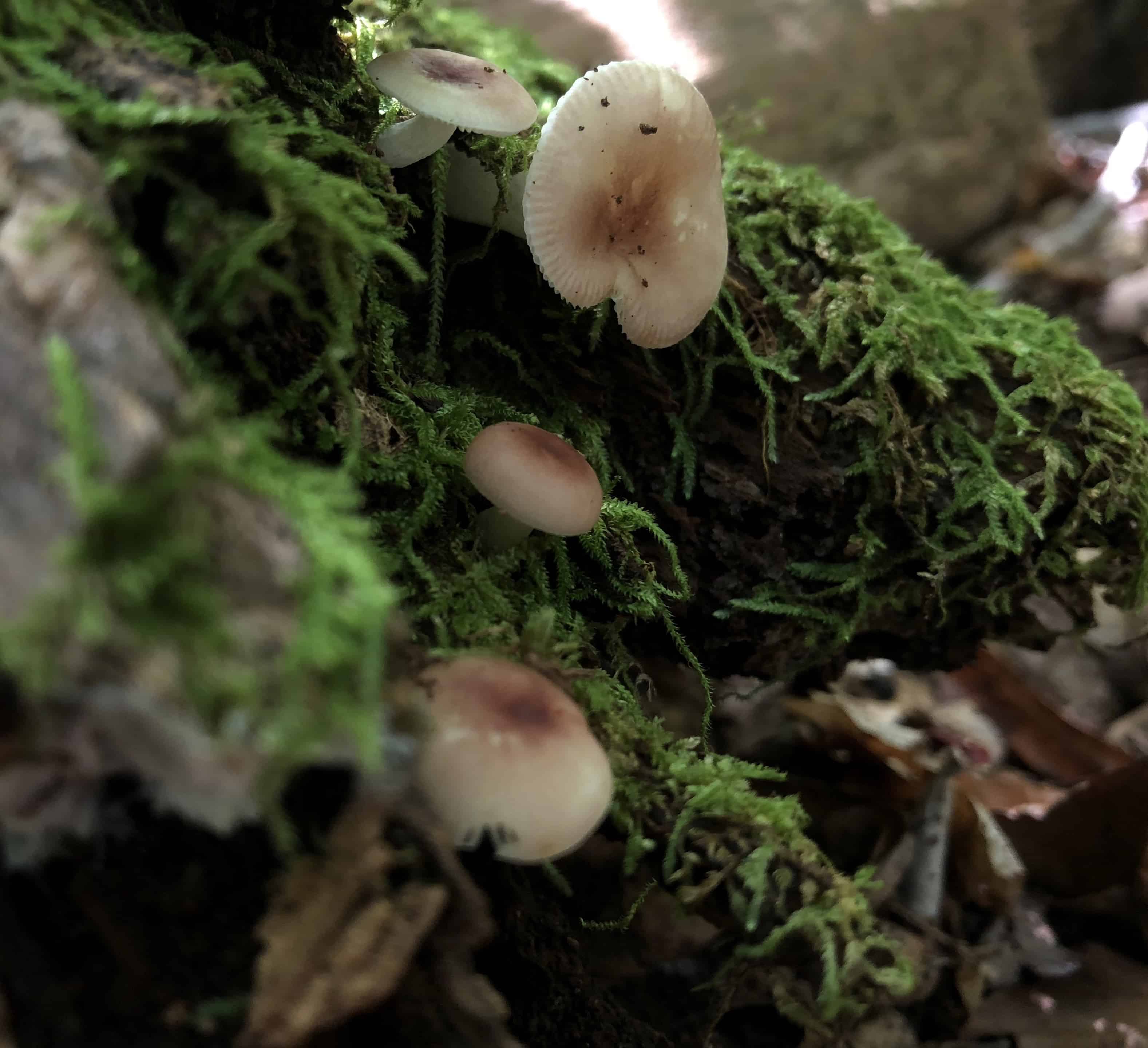 Tiny little fungi in the forest.