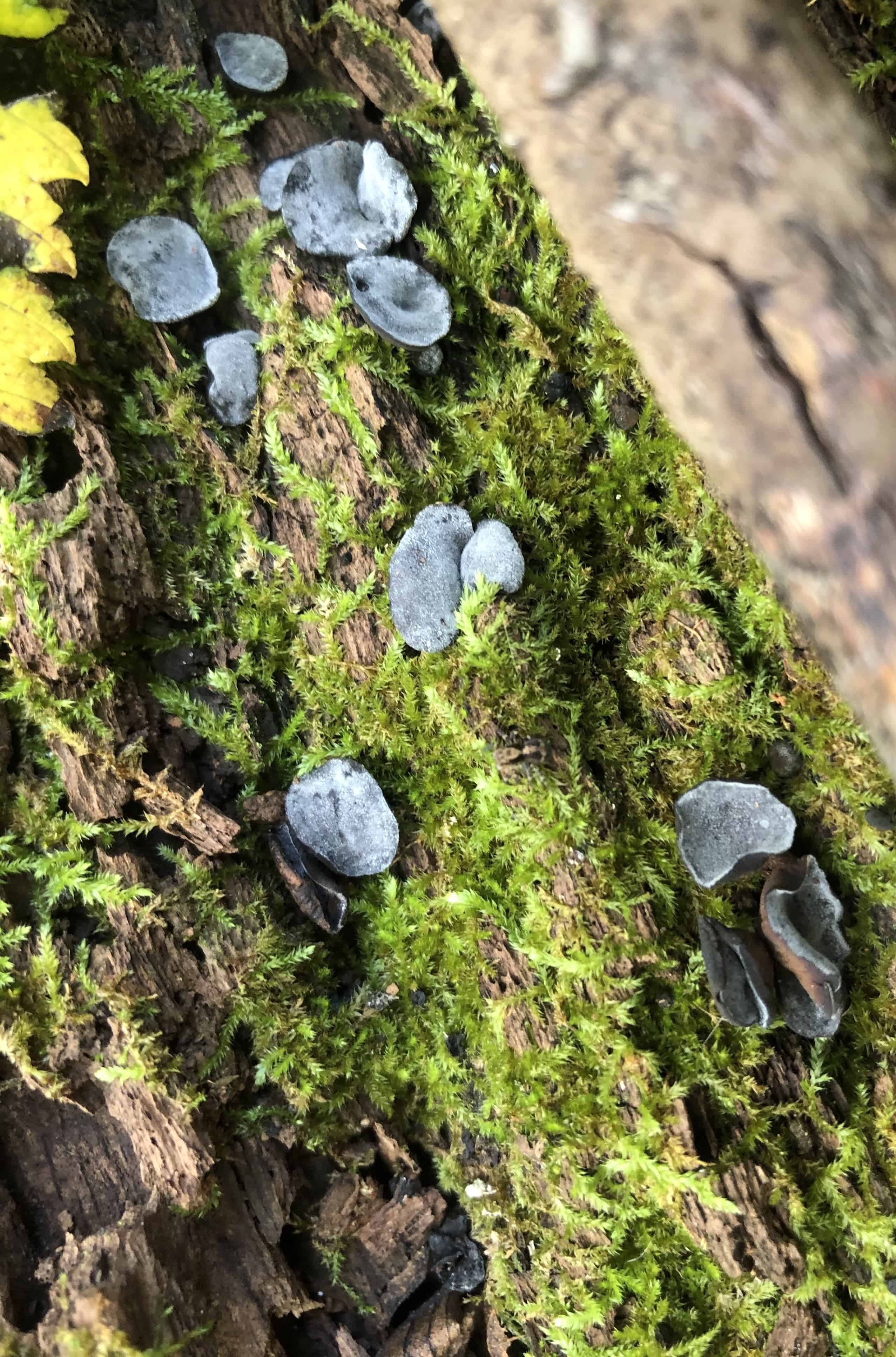 Small gray blue fungi on a dead log. 