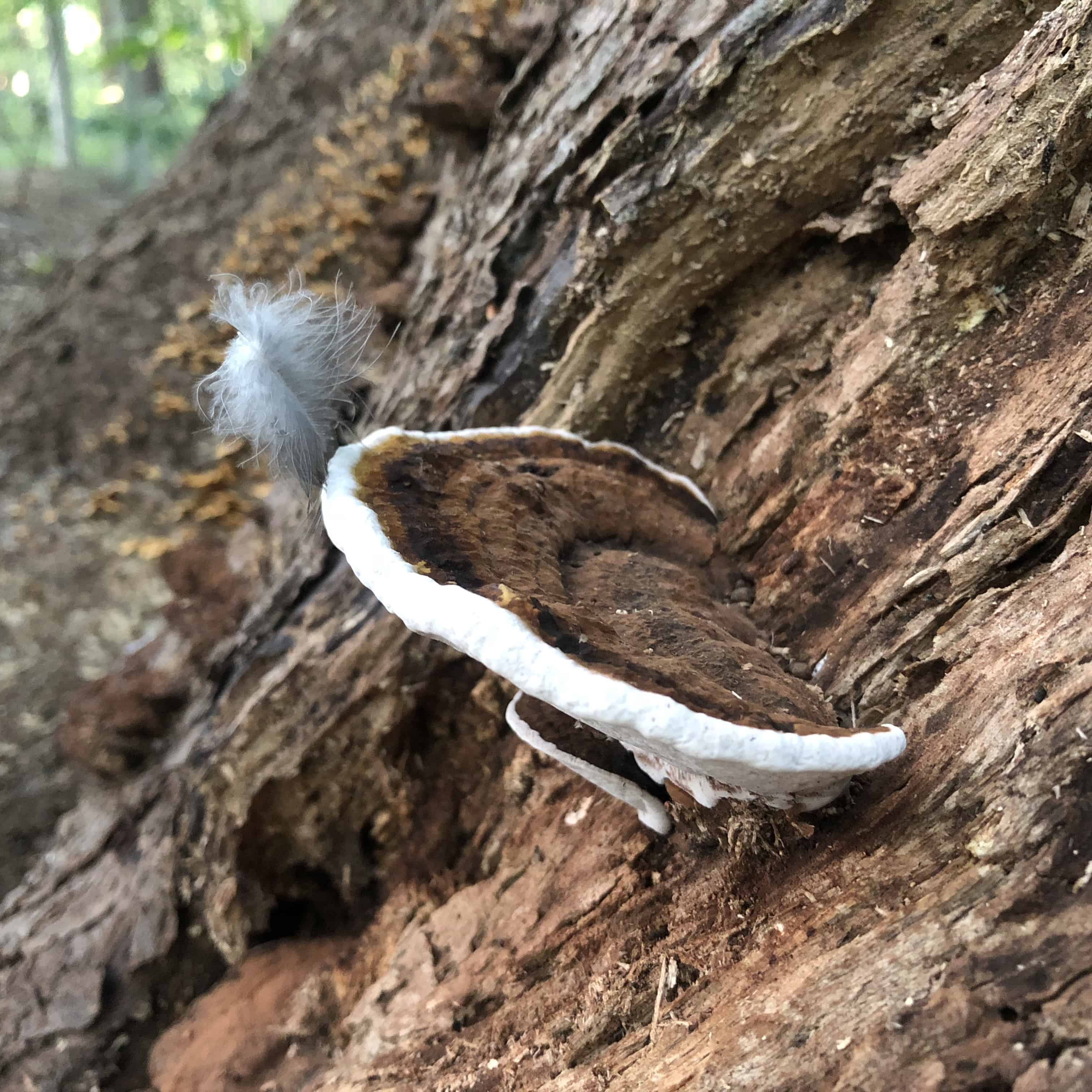 Fungi in the forest