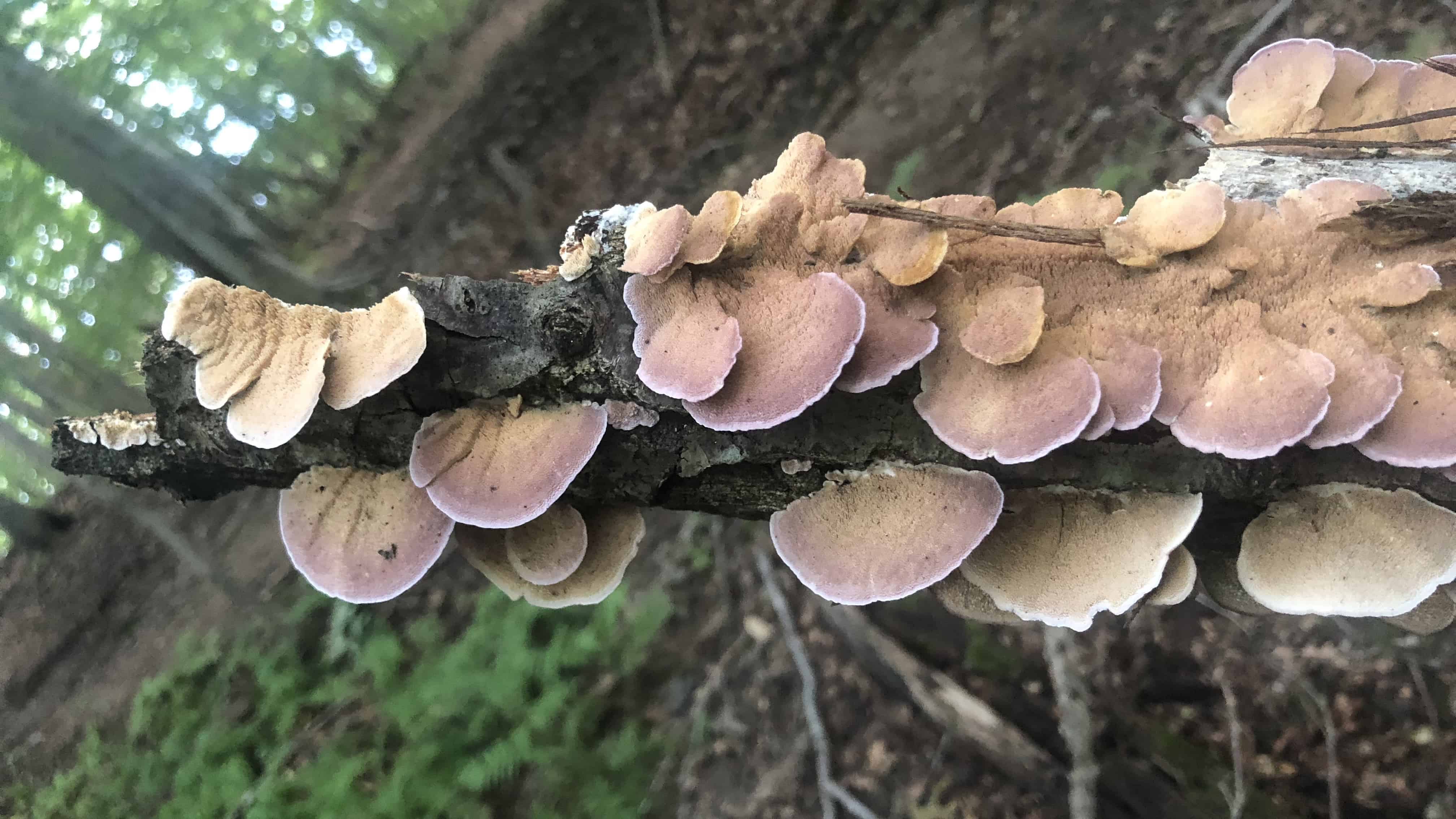 Fungi showing growth rings