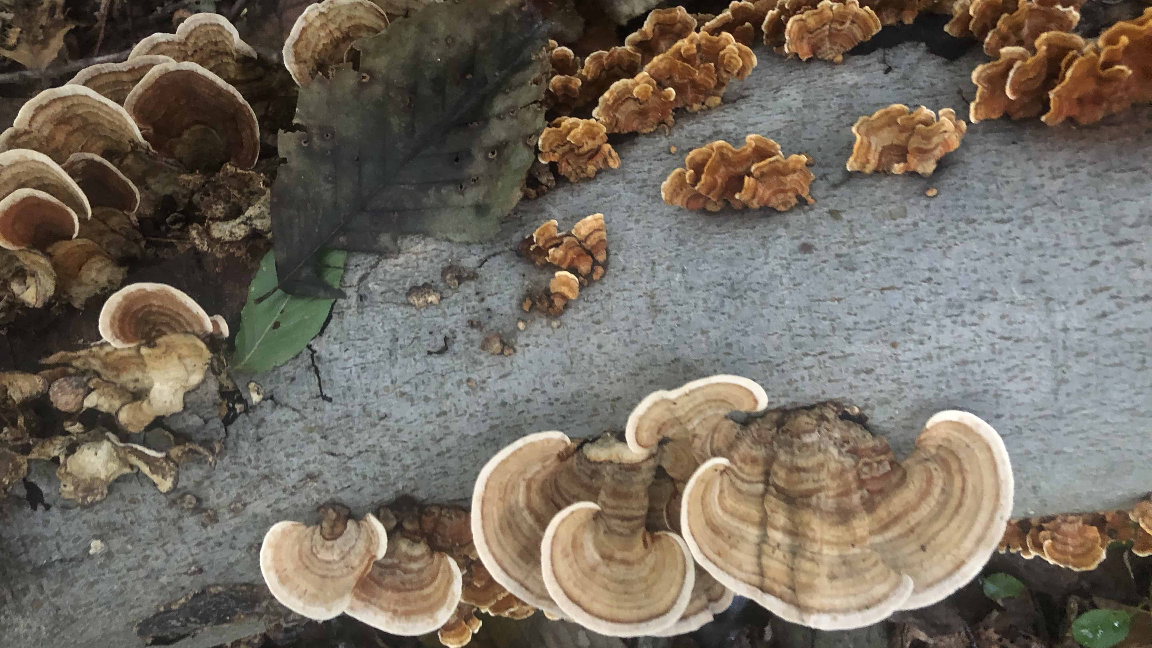 Fungi showing growth rings