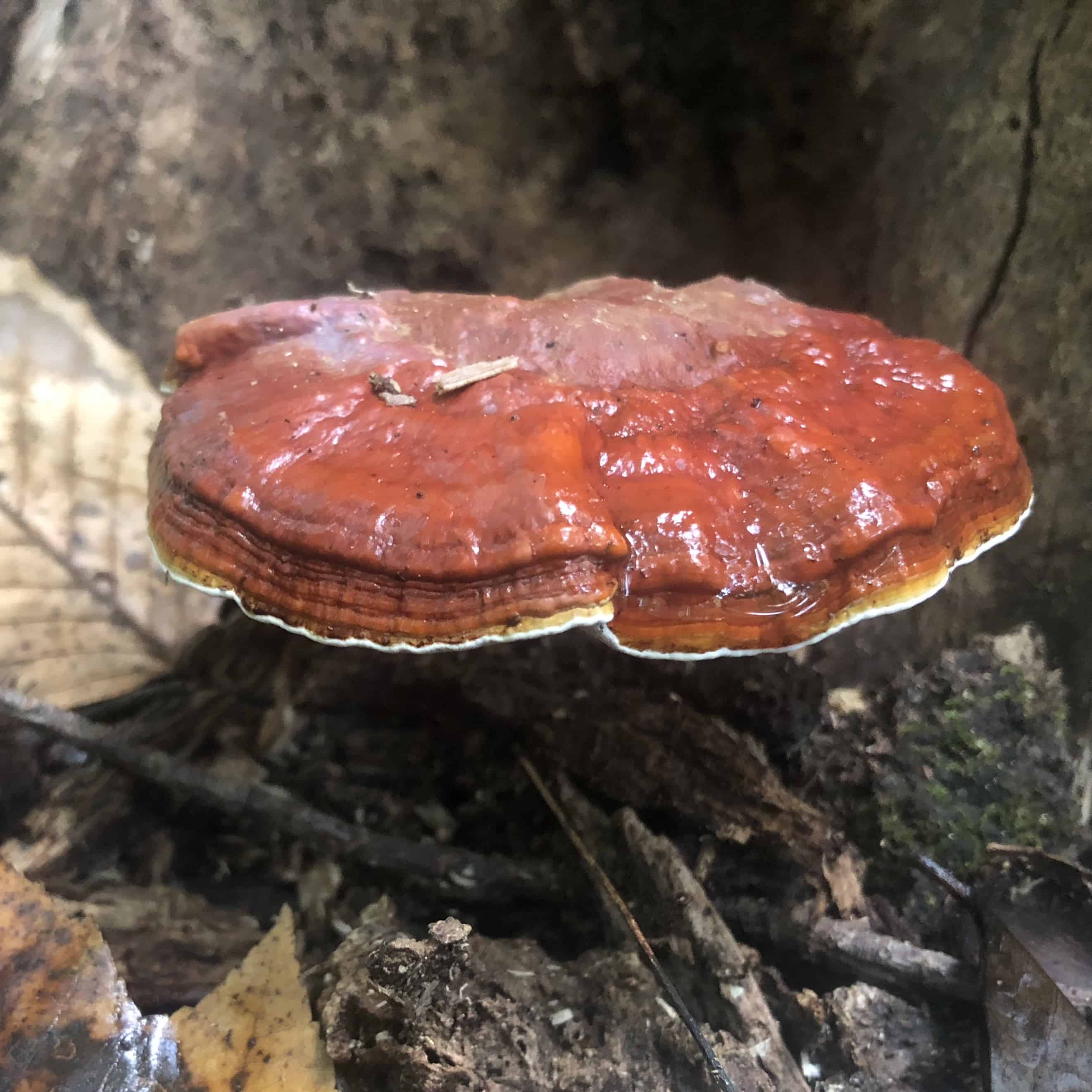 Larger burnt orange fungi