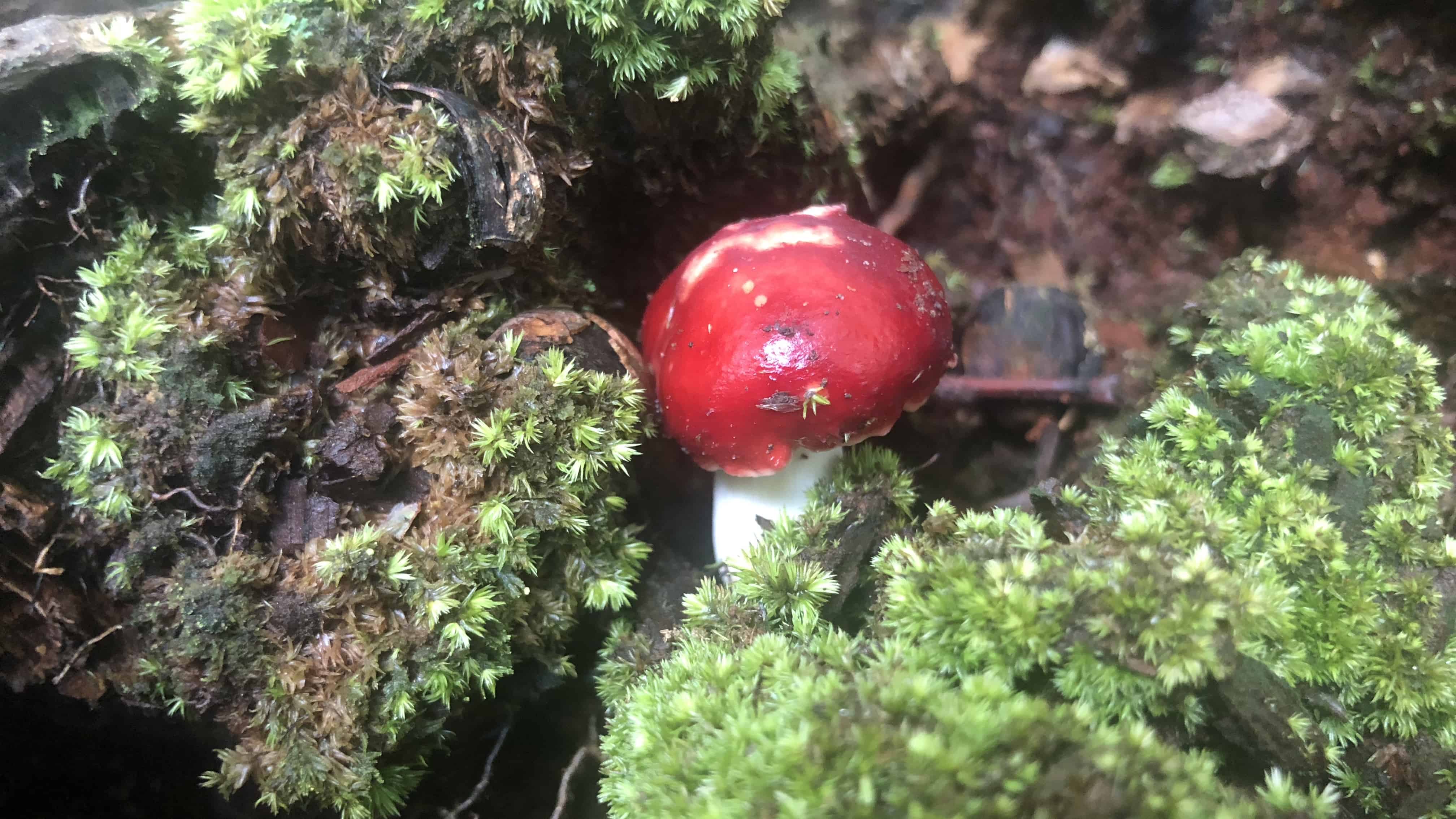 Tiny little fungi in the forest.