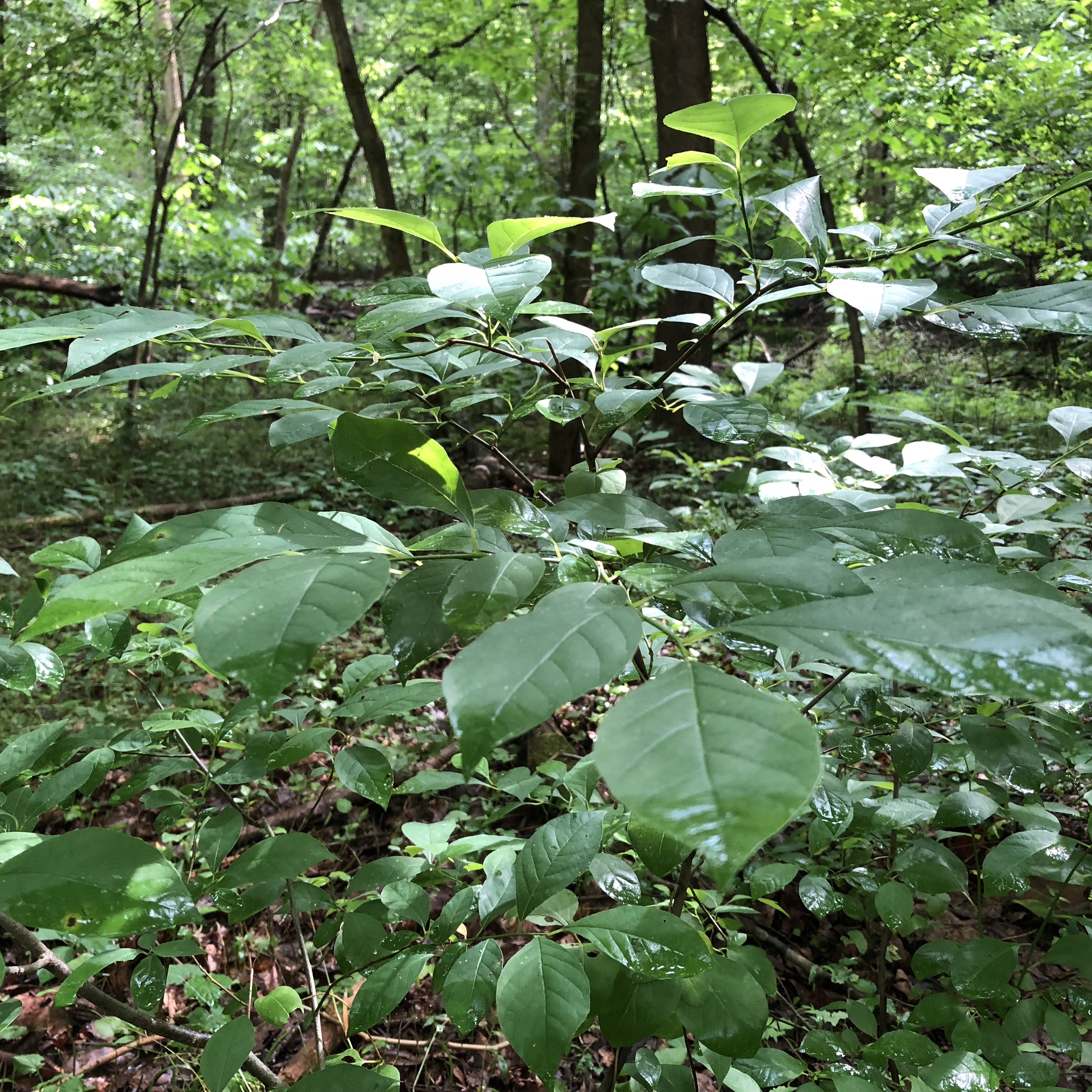 Paw Paw leaves in the forest understory