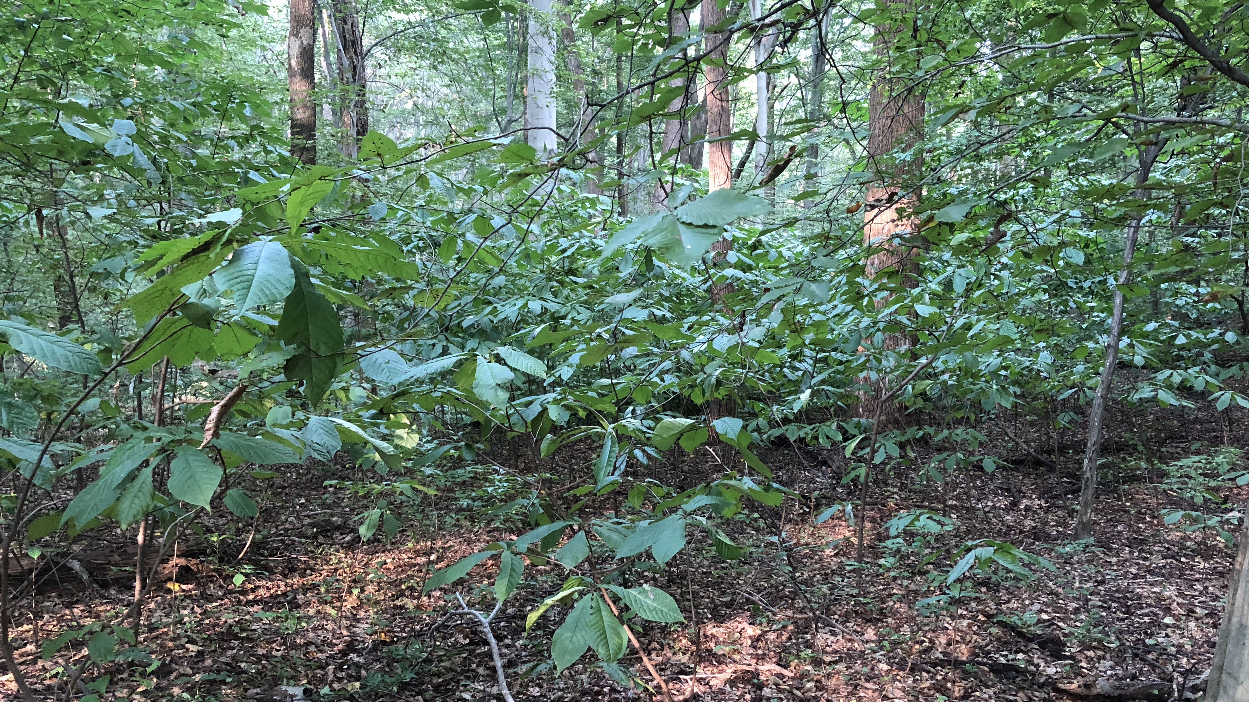 Paw Paw in the understory.