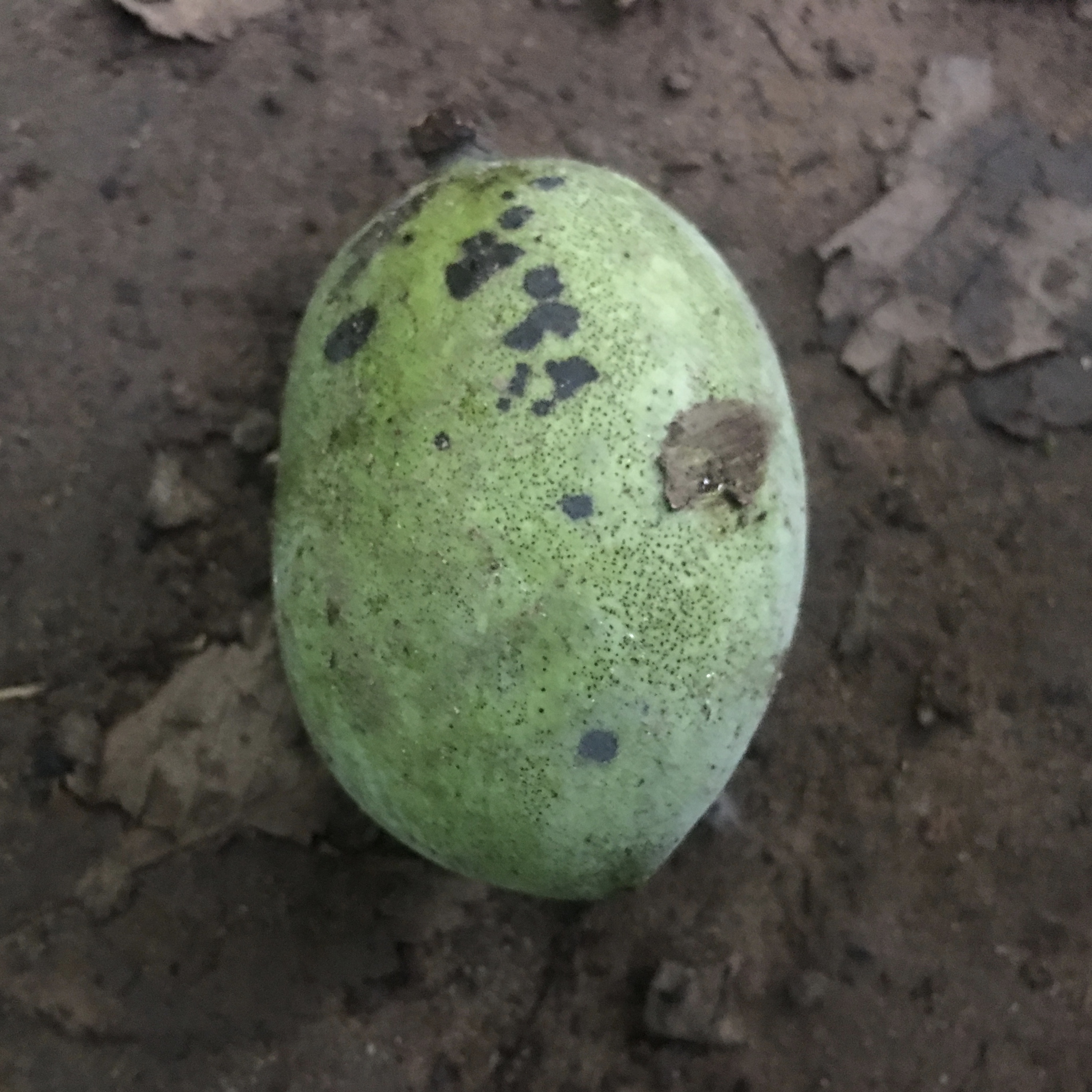 A mature paw paw fruit.
