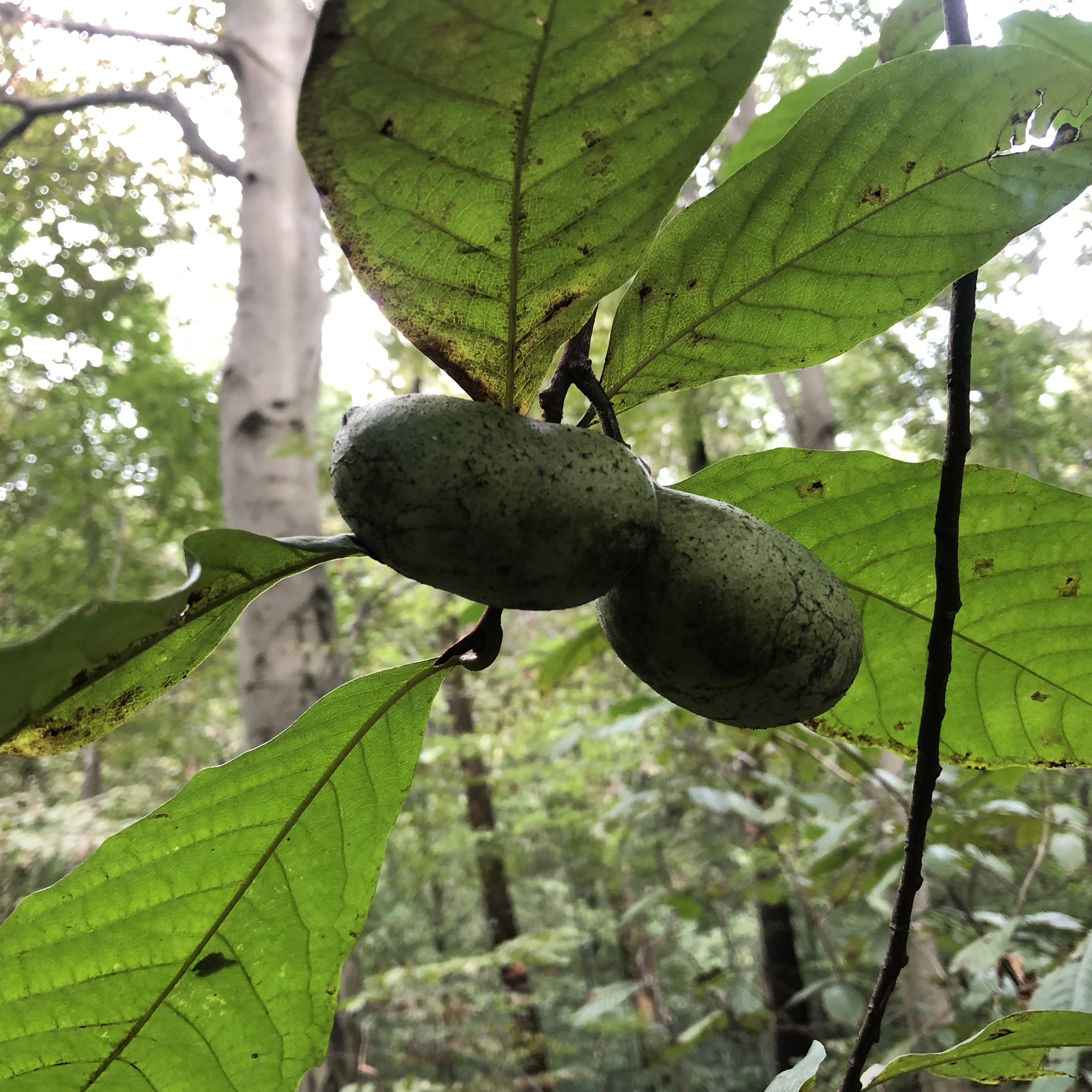 Paw Paw fruit on the tree. 