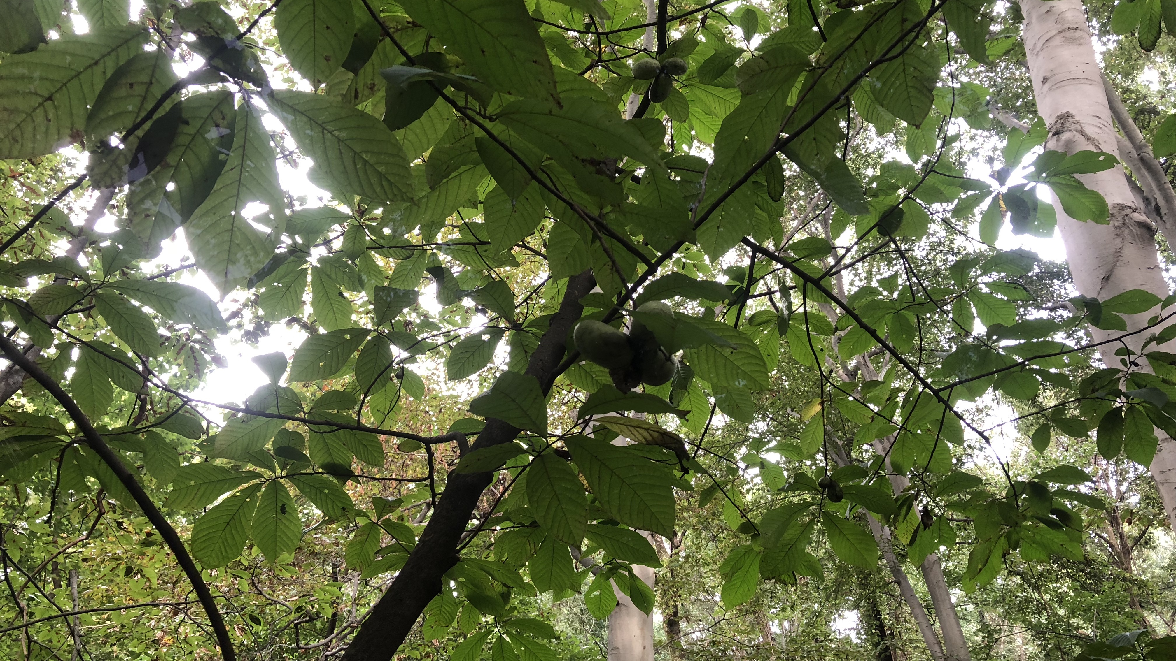 Multiple groups of Paw Paw fruit.