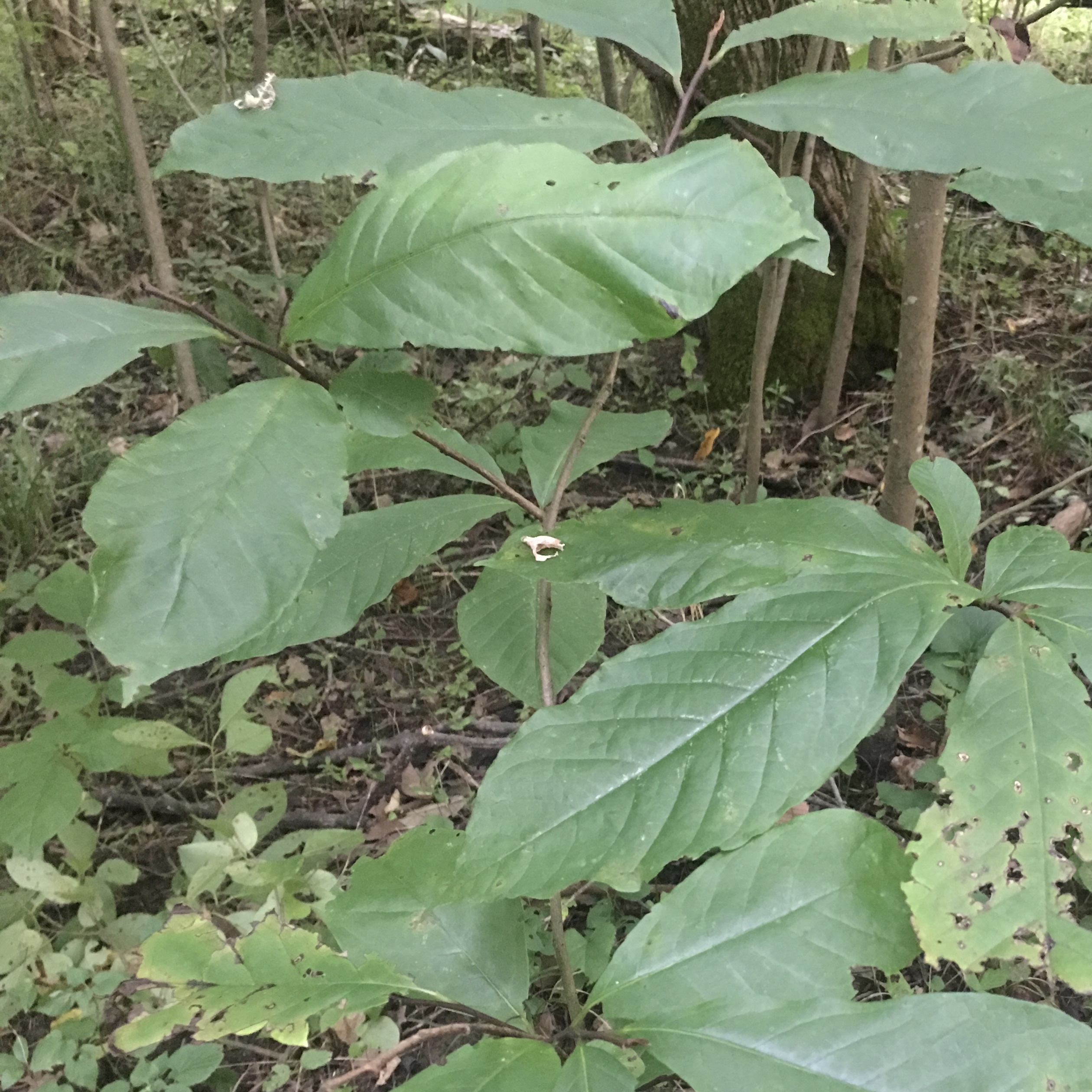 Paw Paw leaves.