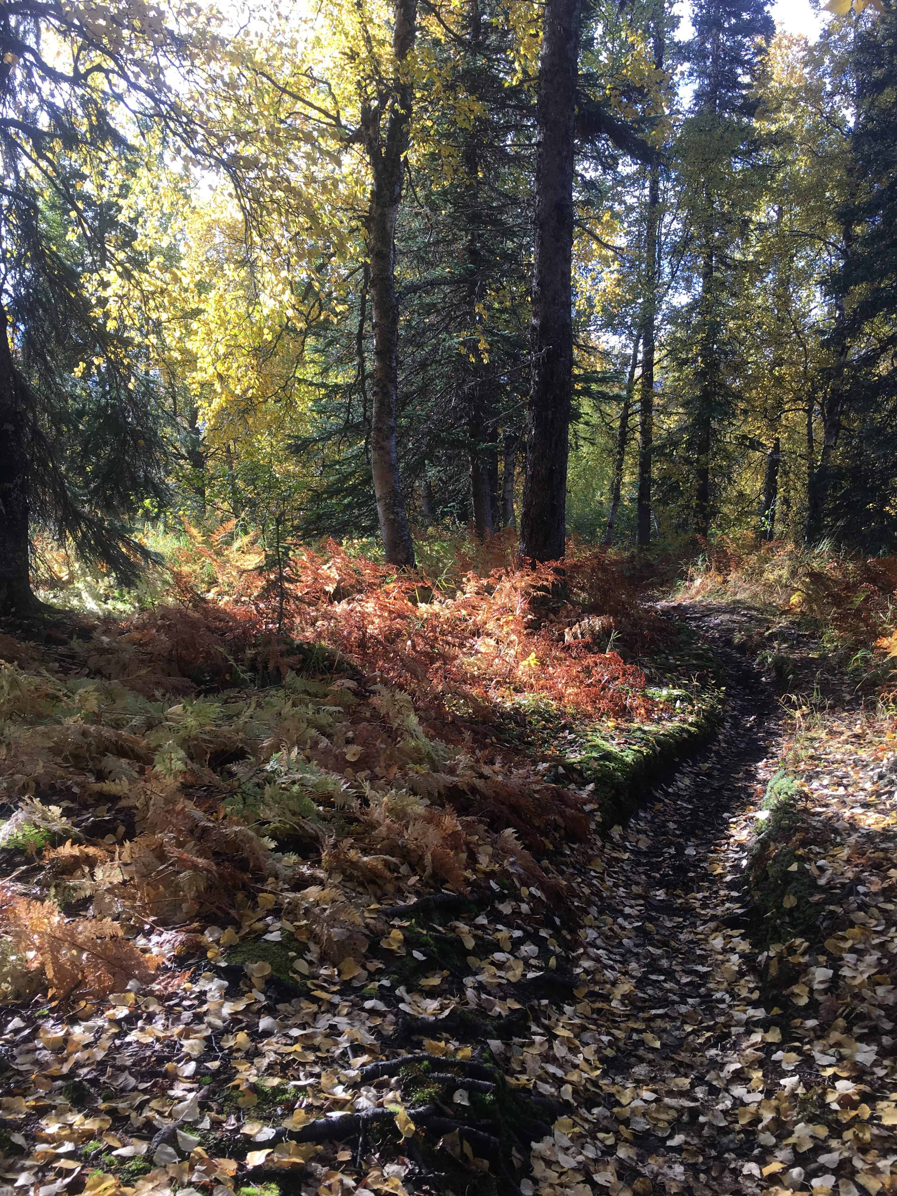 Forest Foliage in Alaska