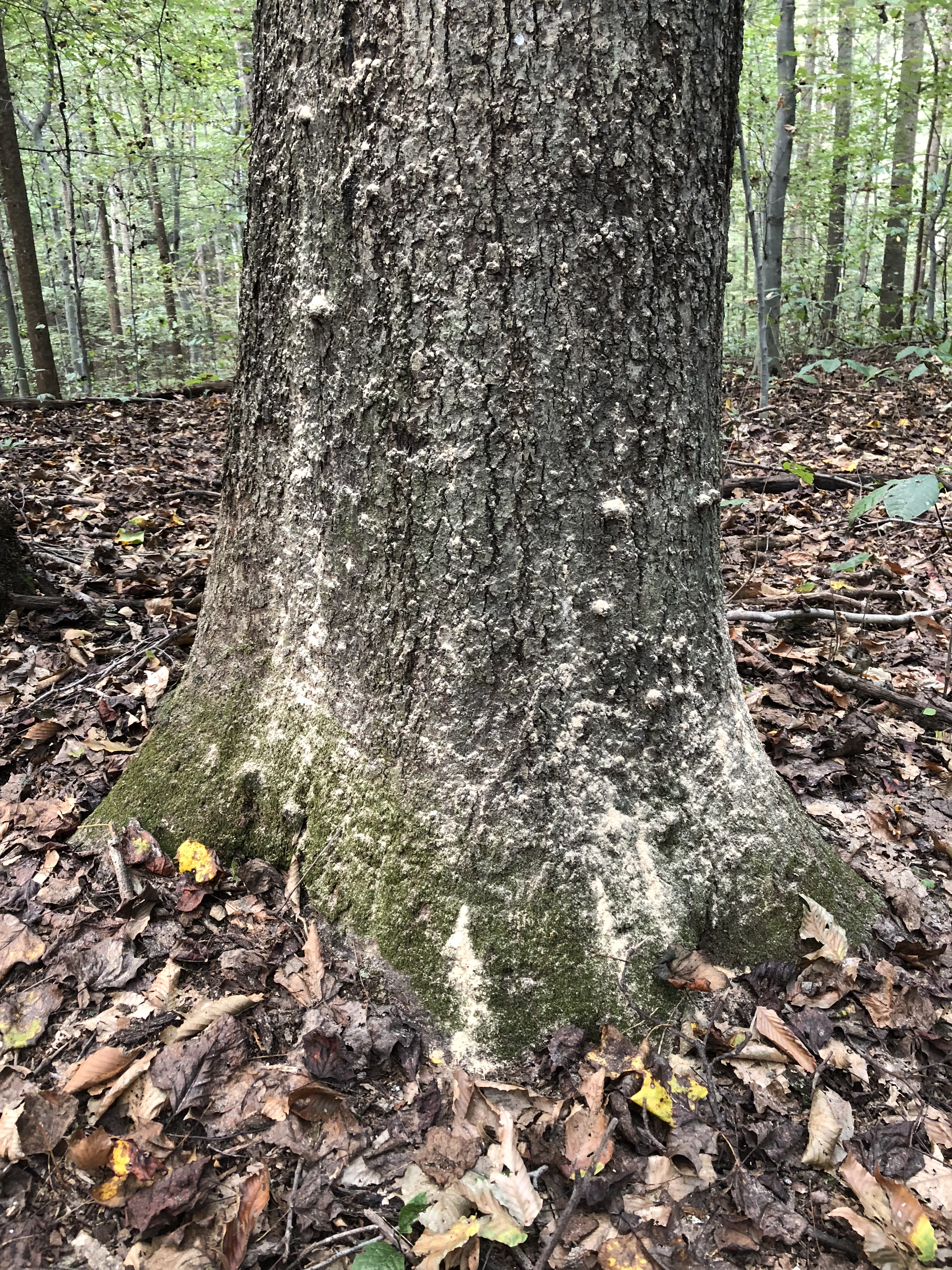 Sawdust shows borers at work creating trunk damage. 