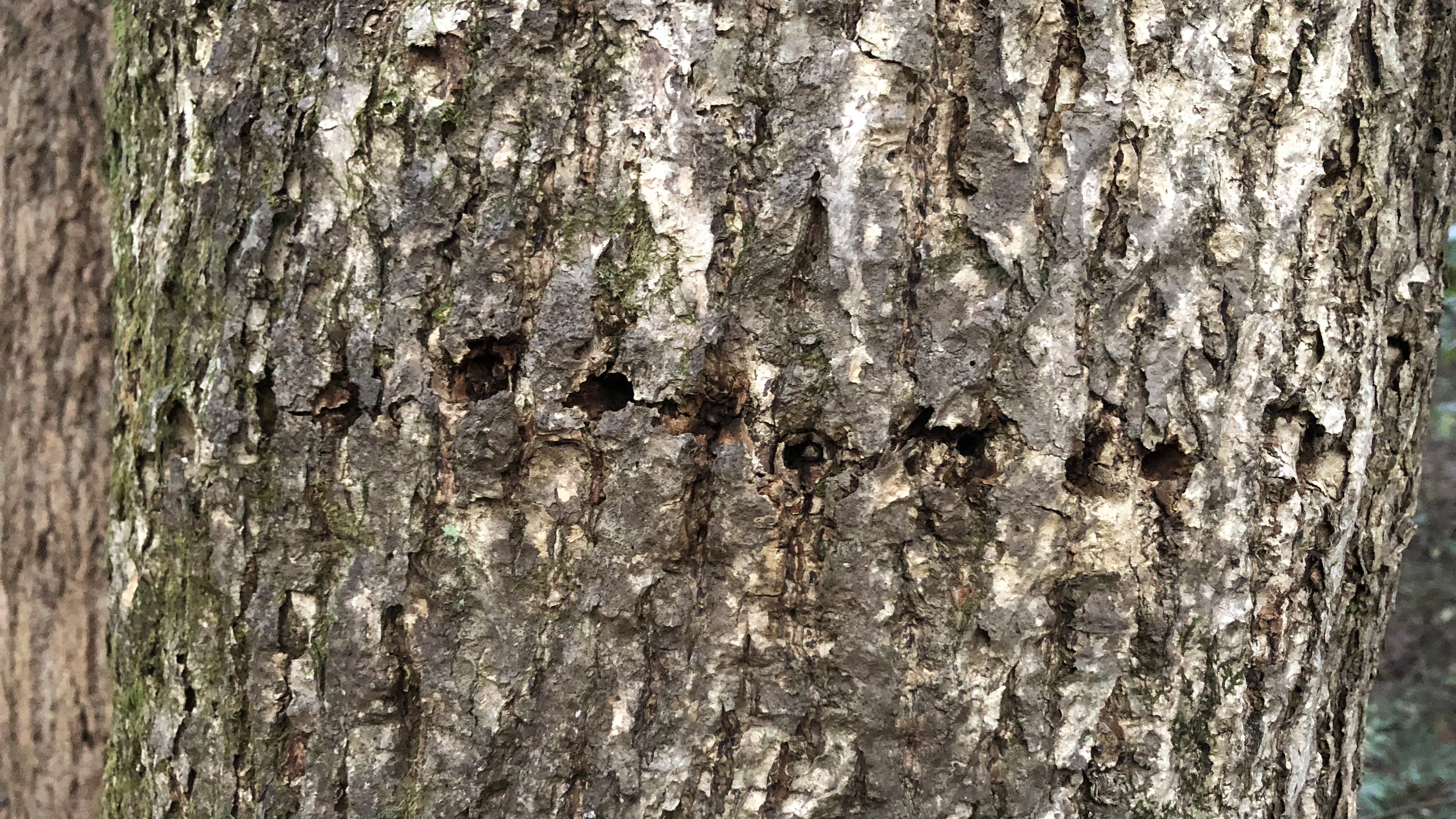 More invasive trunk damage that could have started with borer damage. 