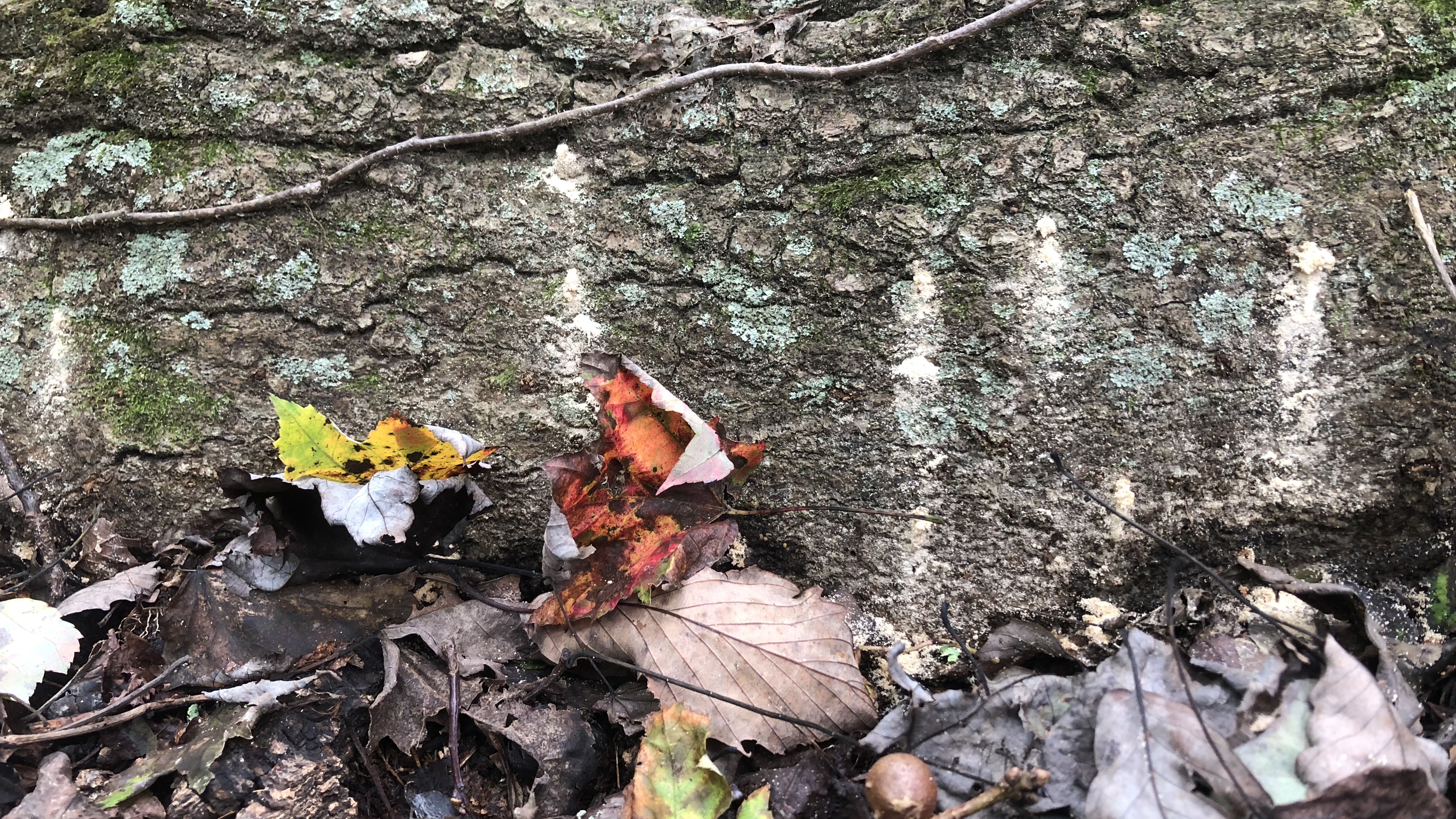 Borers and trunk damage.