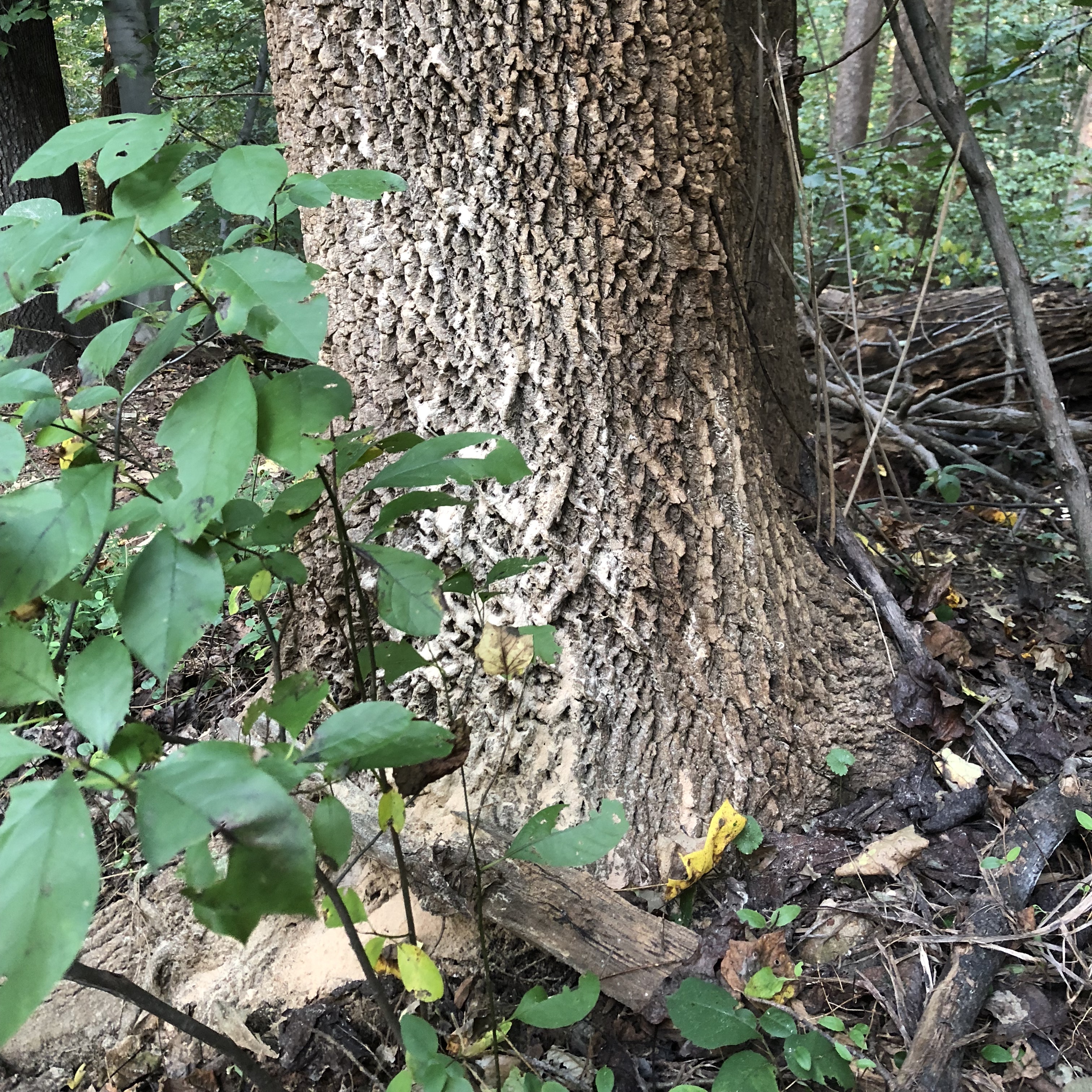 Sawdust is usually signs of borer activity.