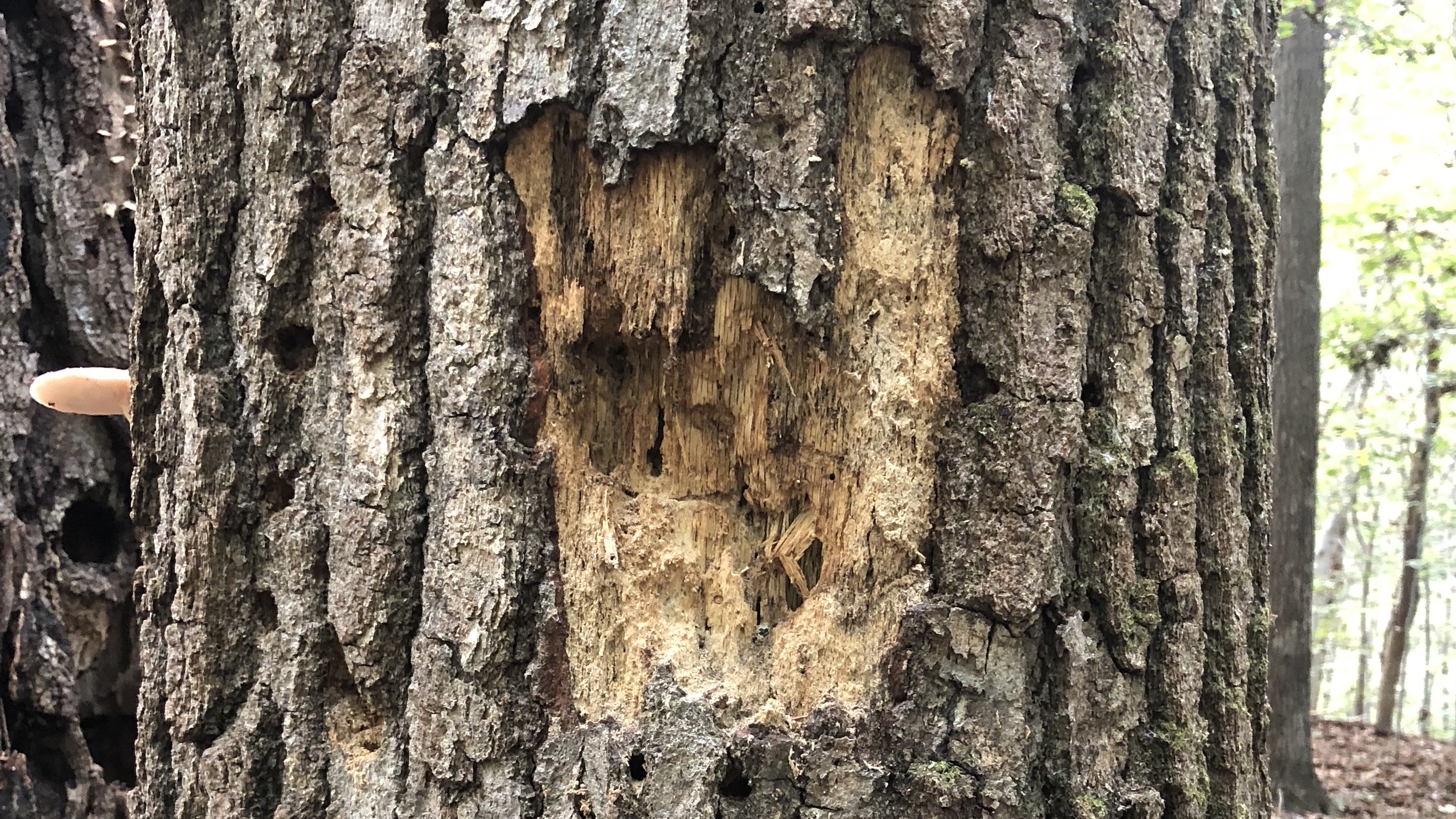 A large area of trunk damage created by a woodpecker. 