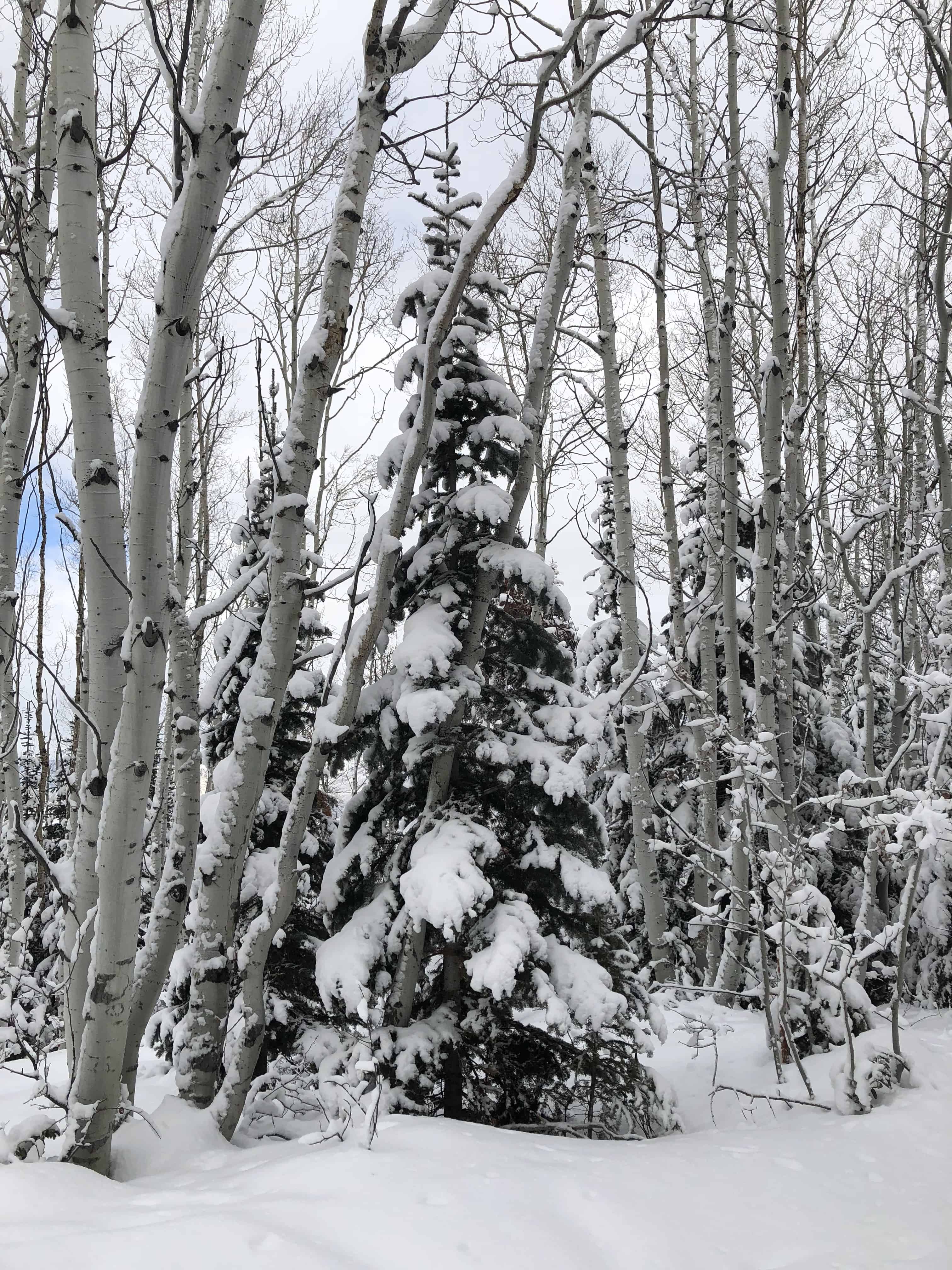 Aspen trees in the winter in Steamboat Springs, CO.