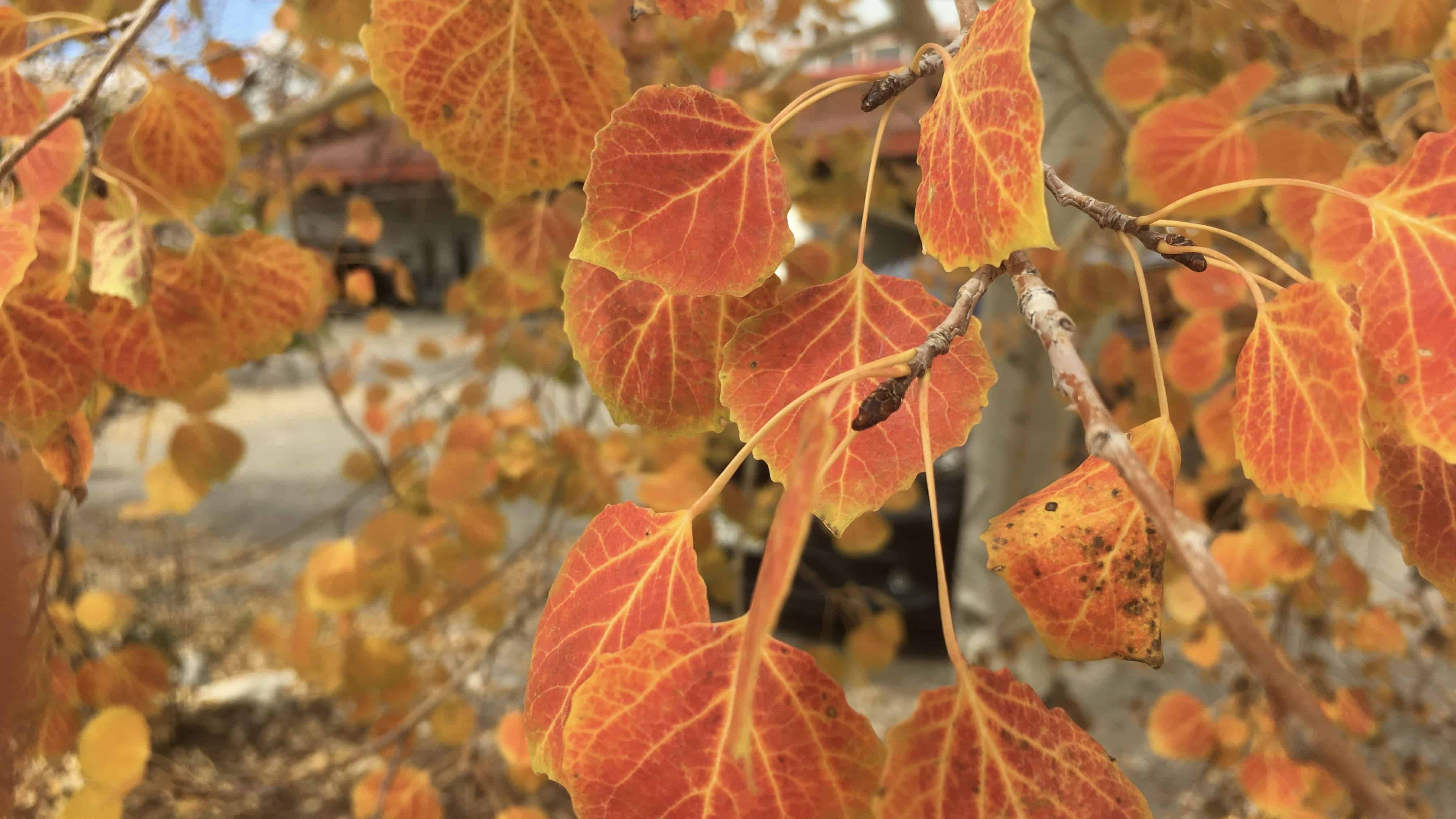 Bright orange and yellow Aspen leaves in the fall. 