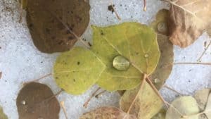 Aspen leaves turning from shades of yellow to brown in the fall.