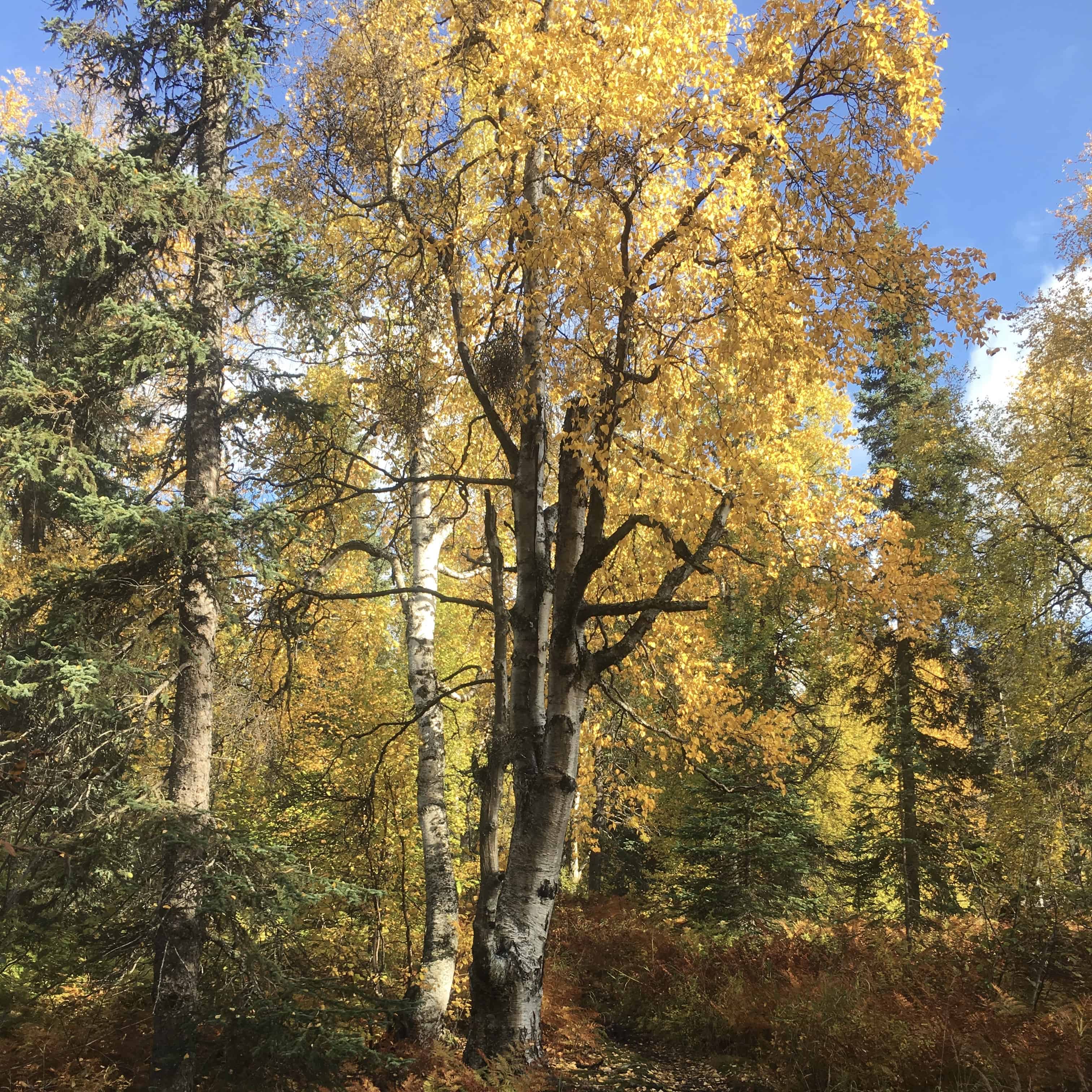 Aspen trees on Kesugi Ridge in the fall. 