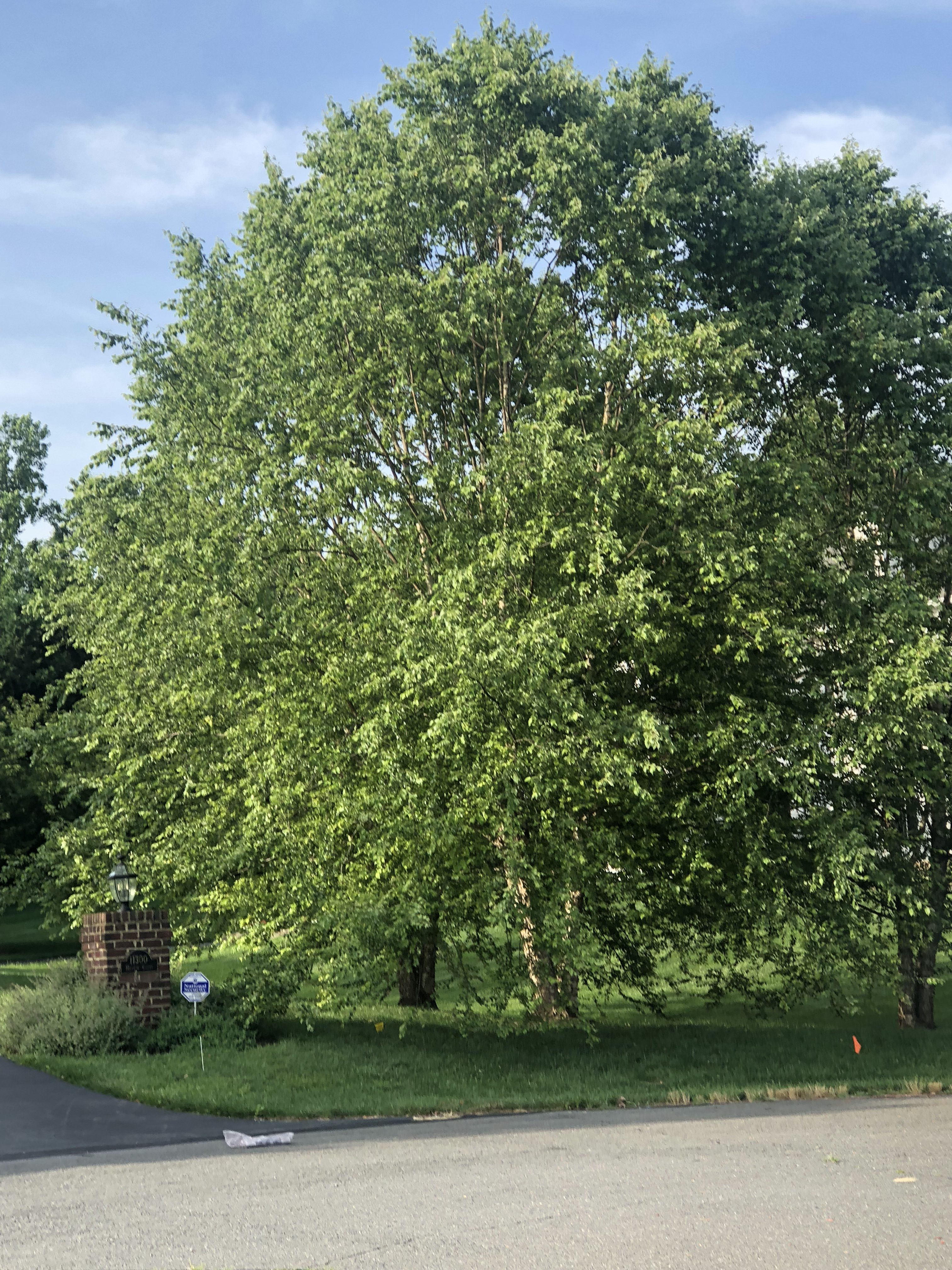 Birch tree before trimming and thinning.