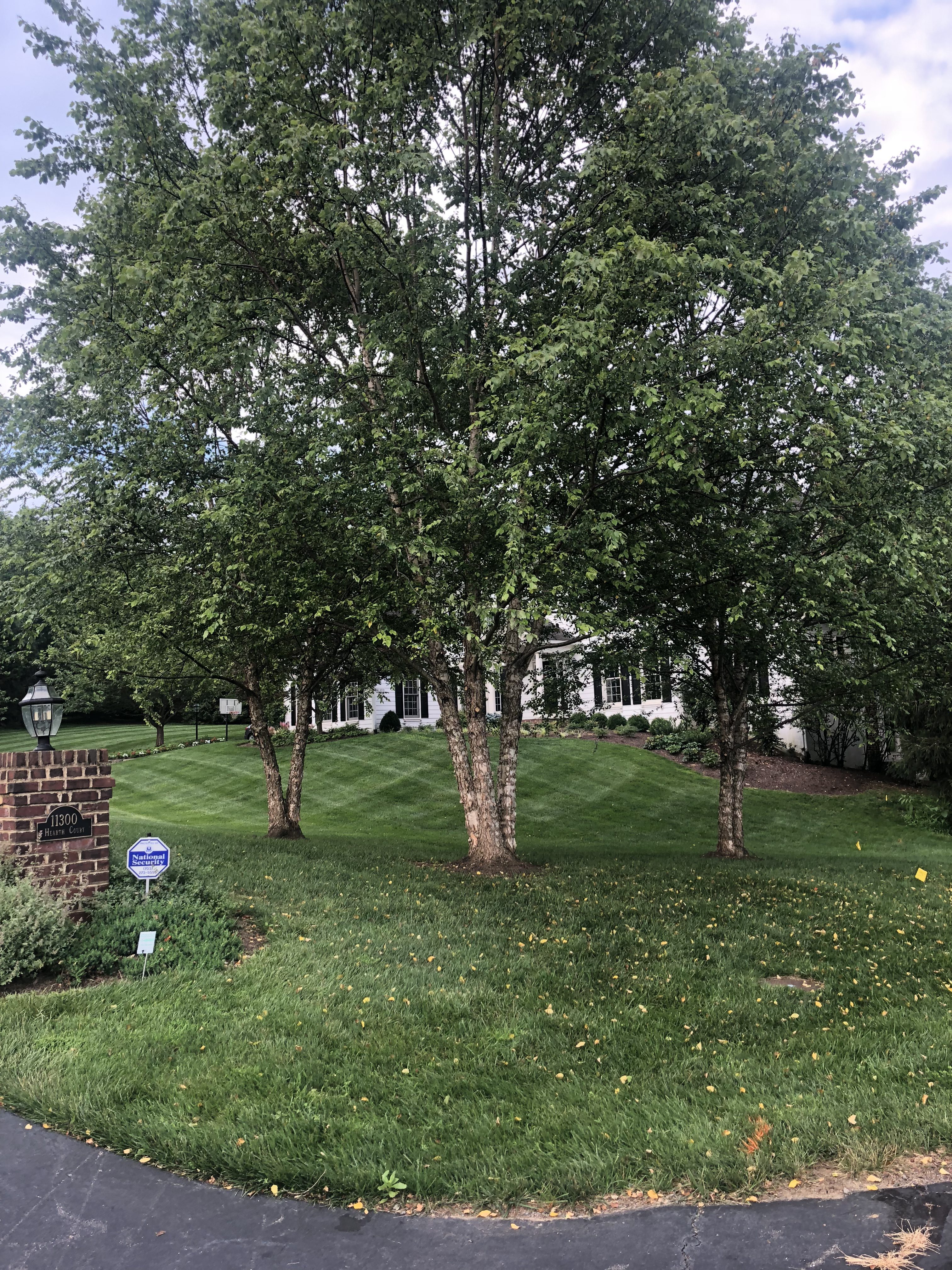 Birch tree after trimming and thinning.