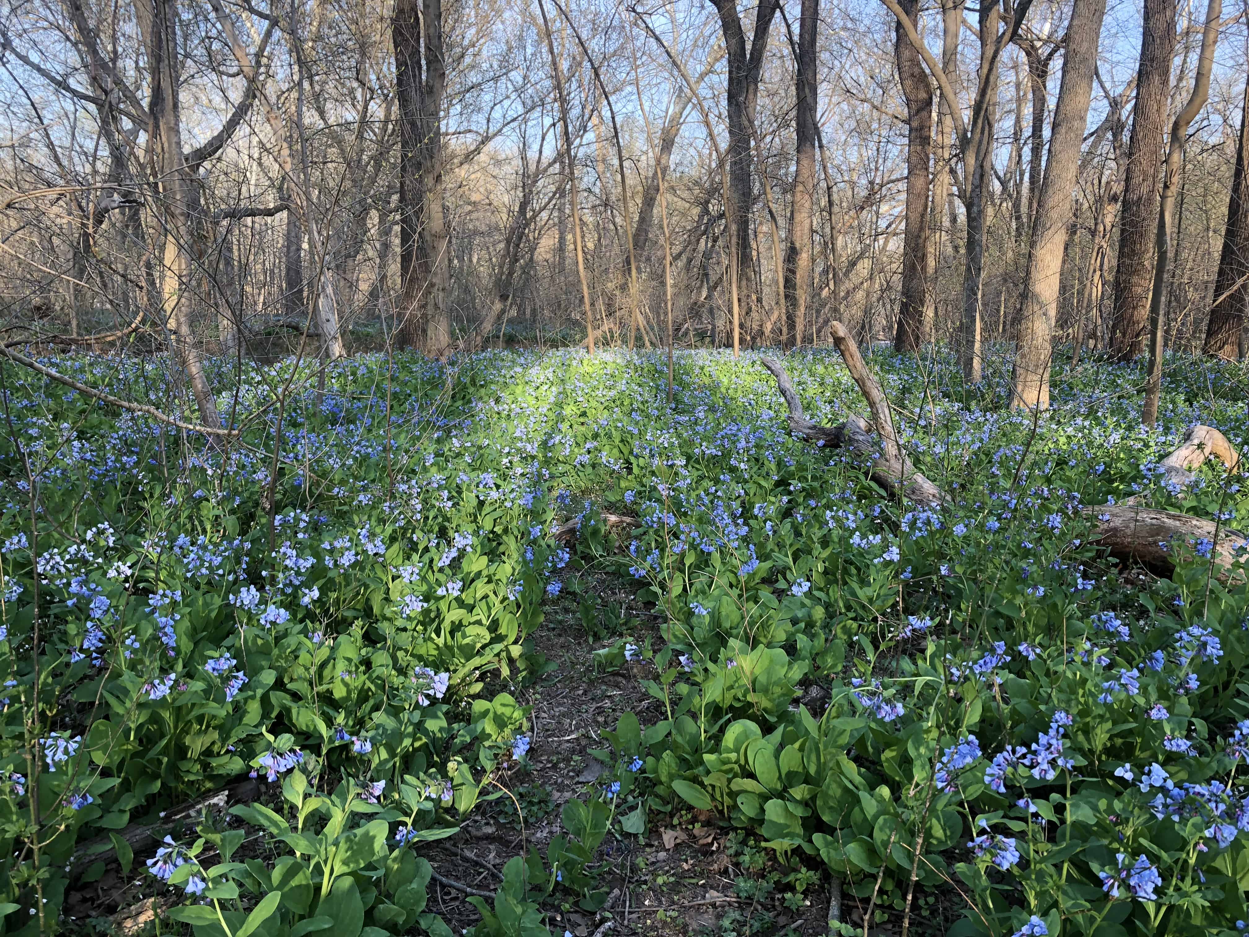 Changing of the seasons: spring.