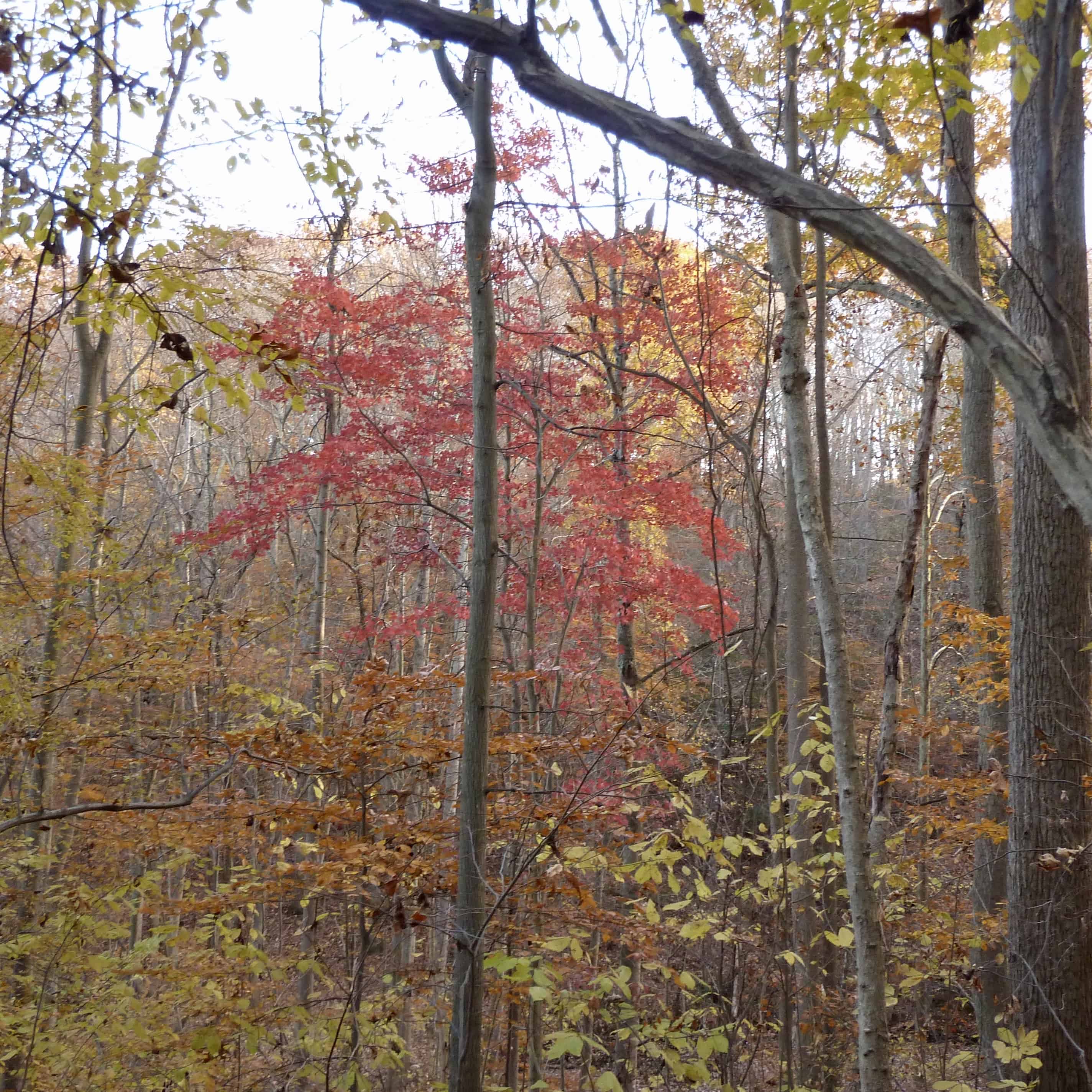 Changing of the seasons: fall.