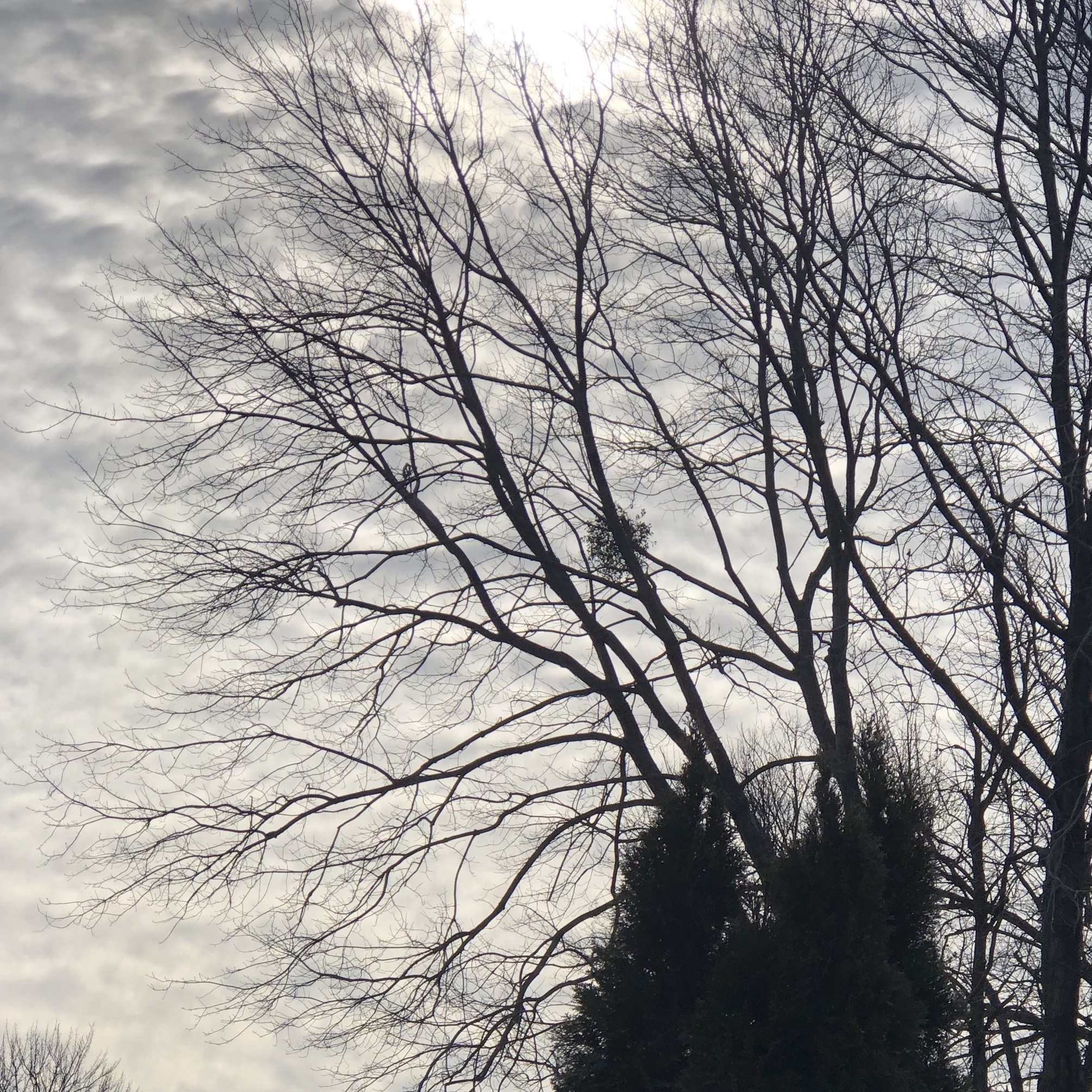 Mistletoe in a tree in Herndon, VA.