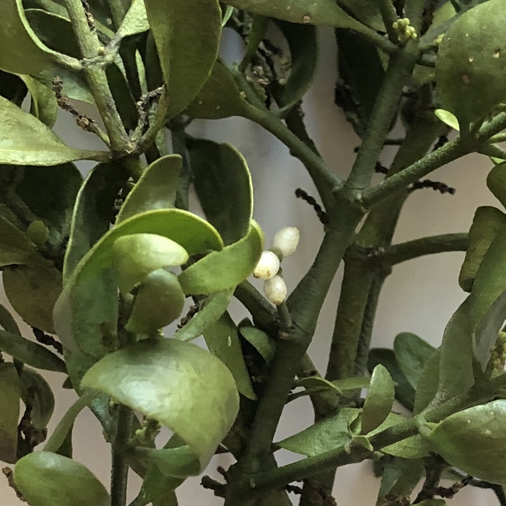 Mistletoe with berries from a tree in Vienna, VA.