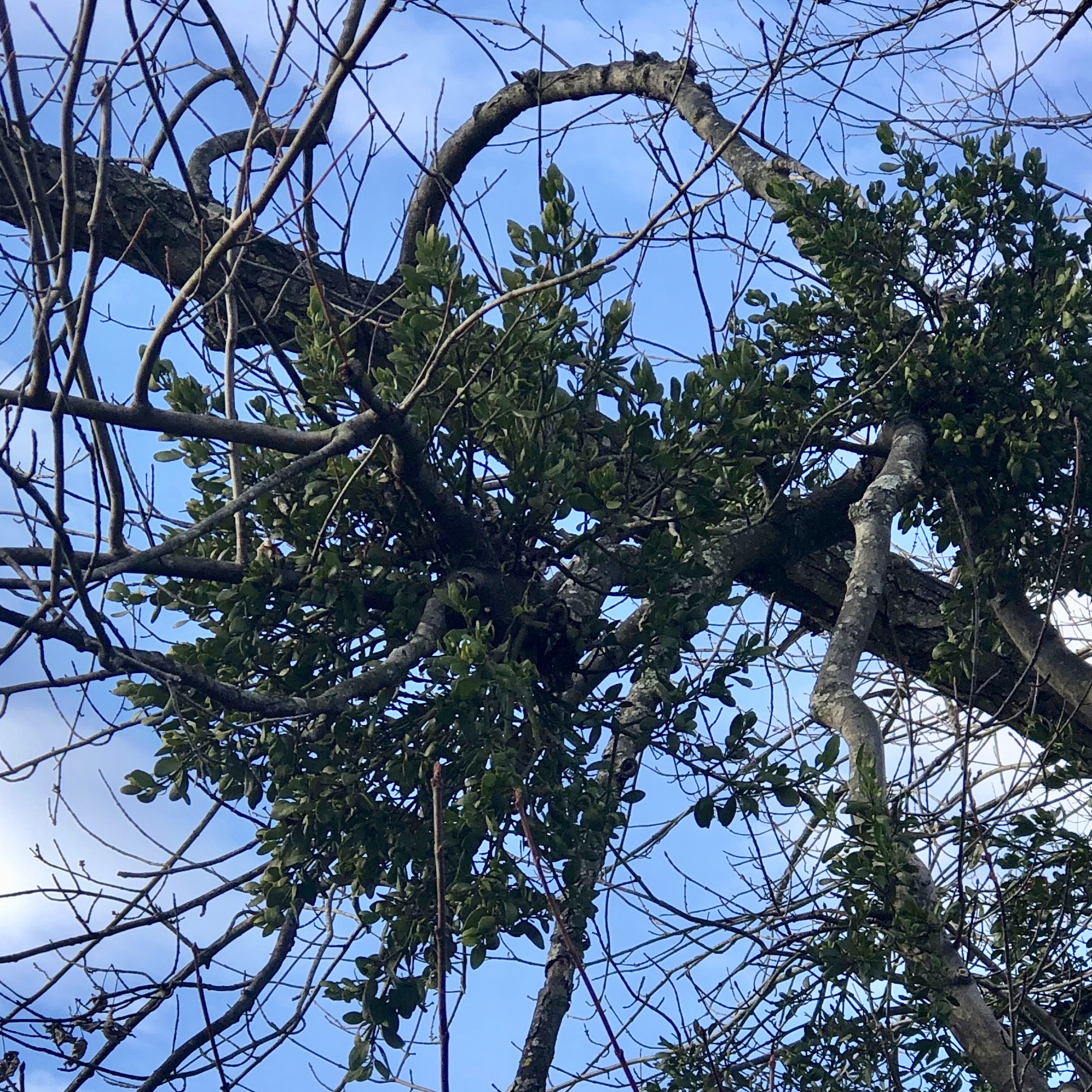 Mistletoe on a tree in Vienna, VA.