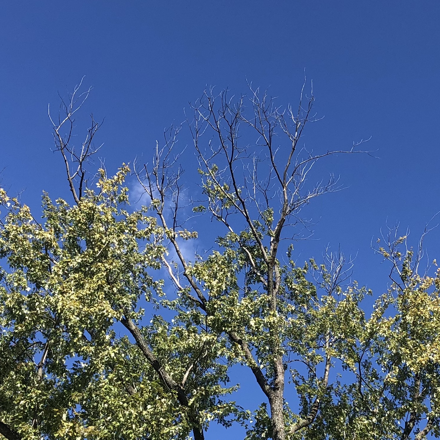 Deadwood at the top of trees.