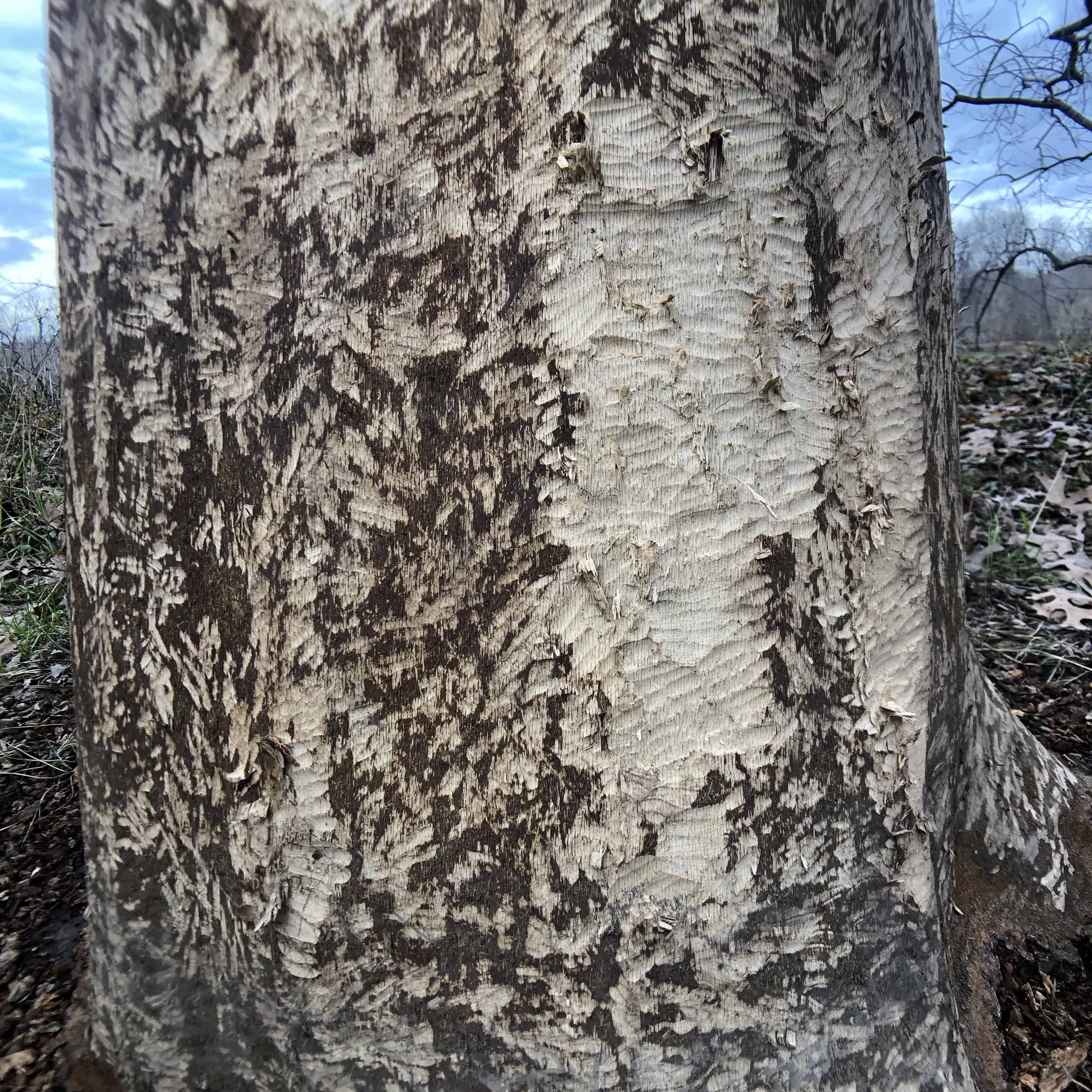 A closeup of how beavers use their teeth.