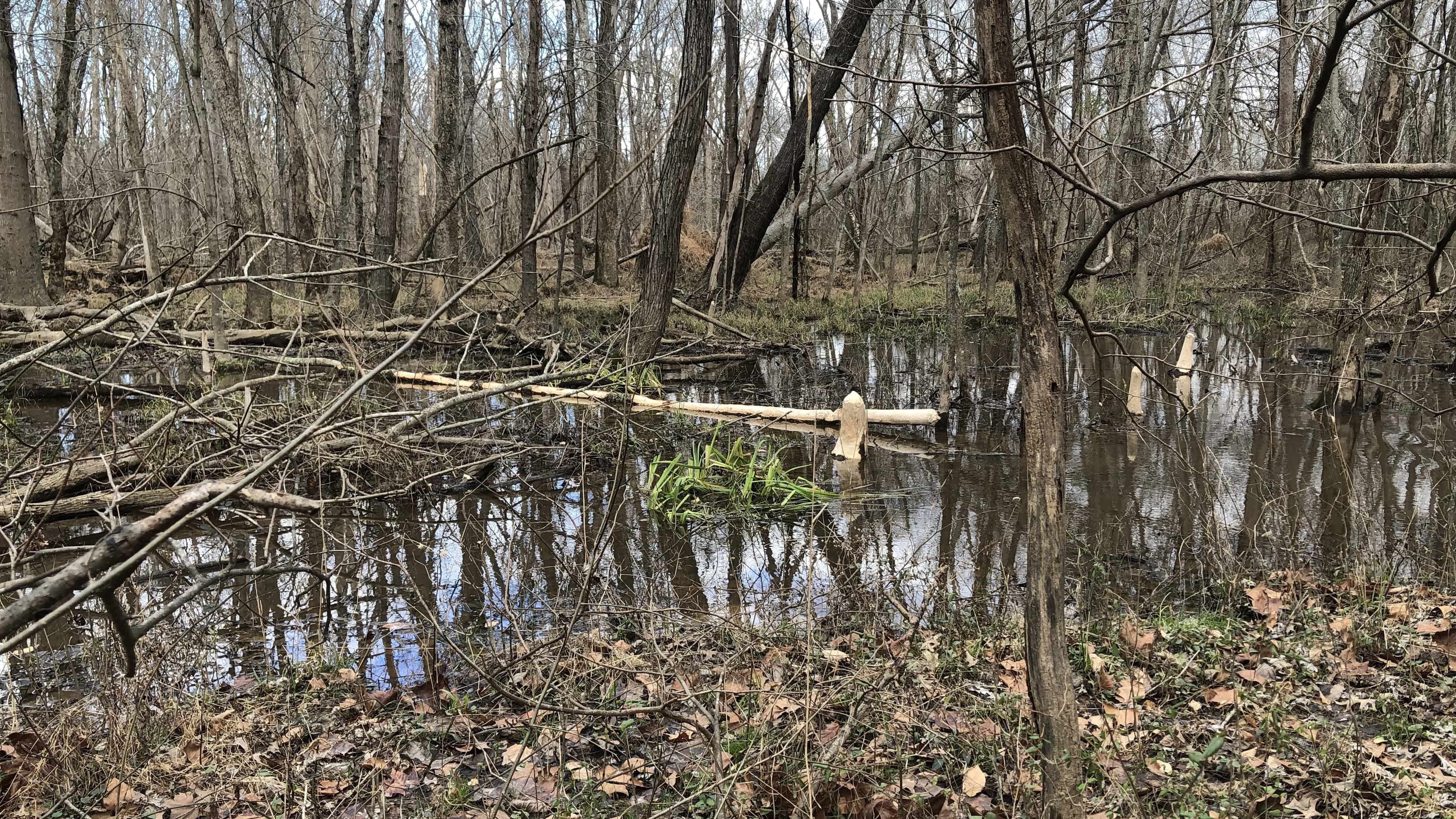 Beaver activity in a swampy forest area. 