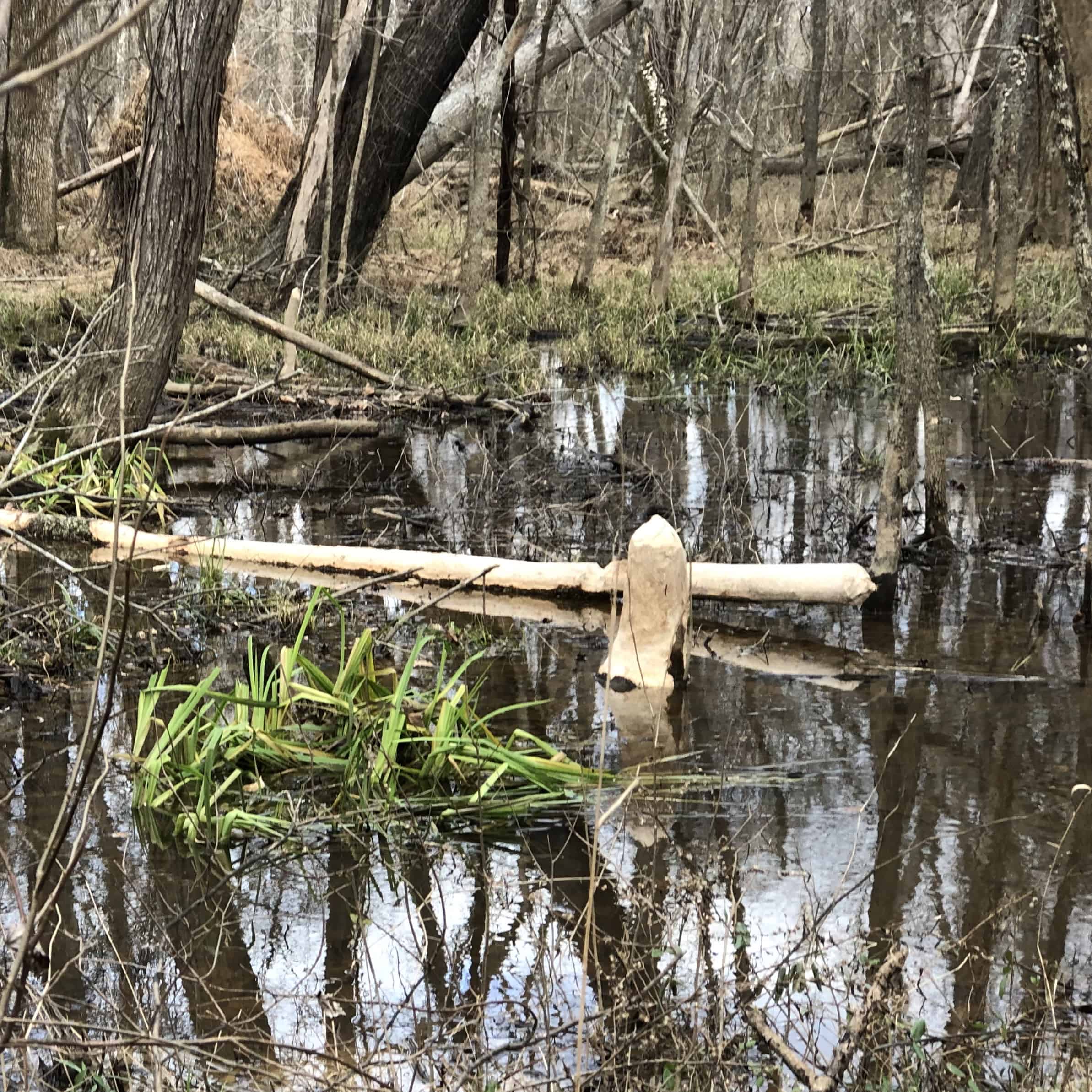 Beaver activity in a swampy forest area. 