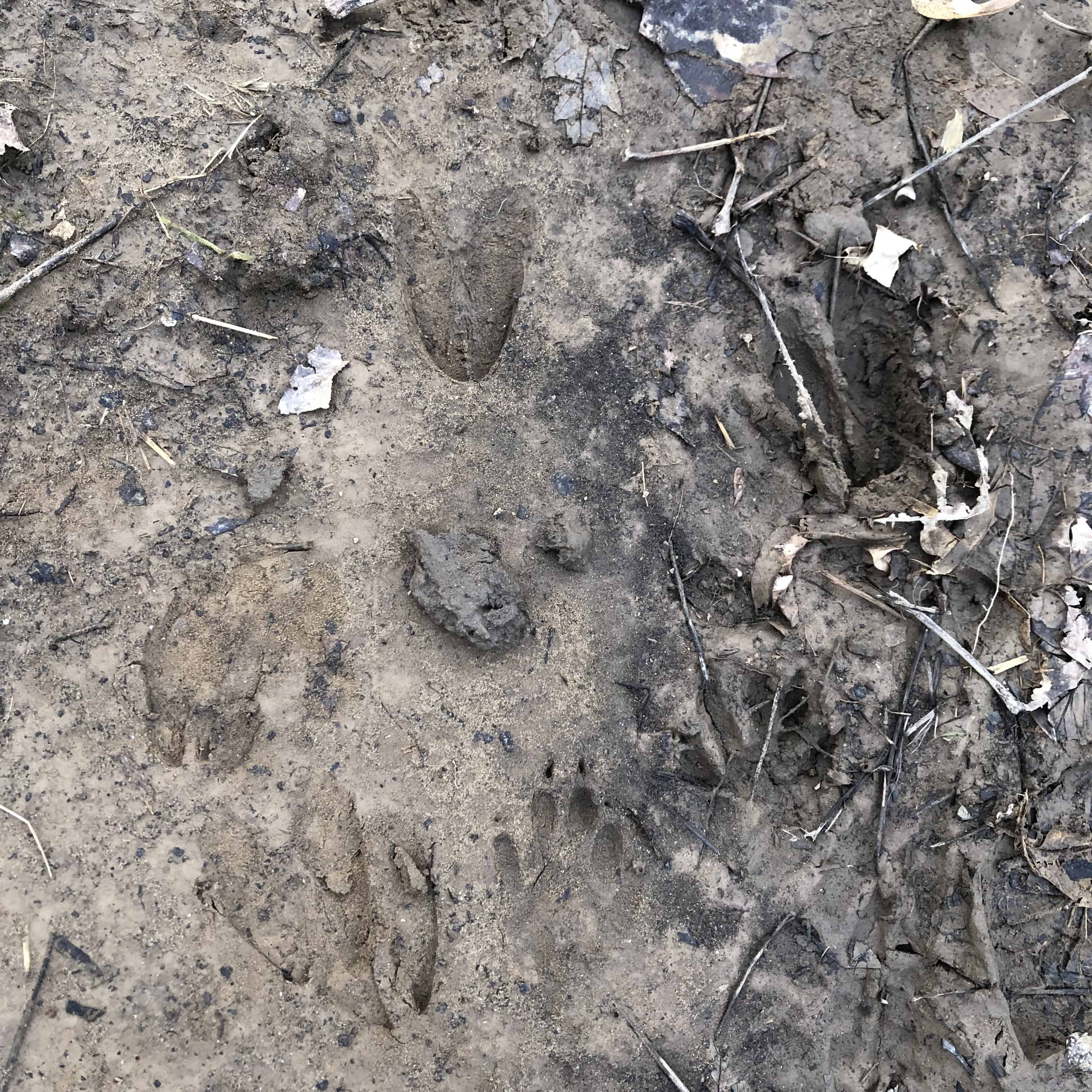 Animal tracks in the mud.